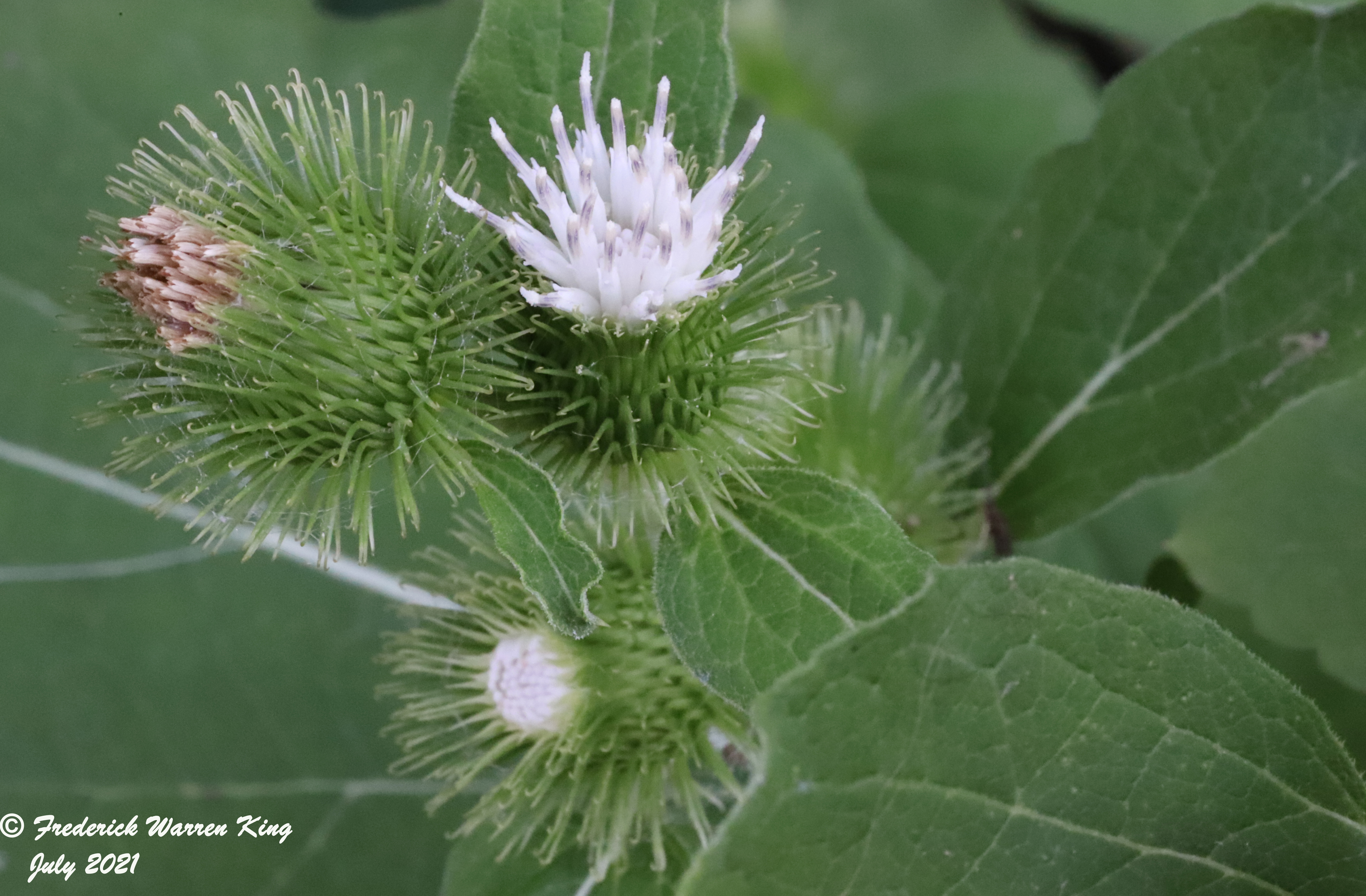 wild-flower-Arctium-minus-07-27-2021-IMG_8171.JPG