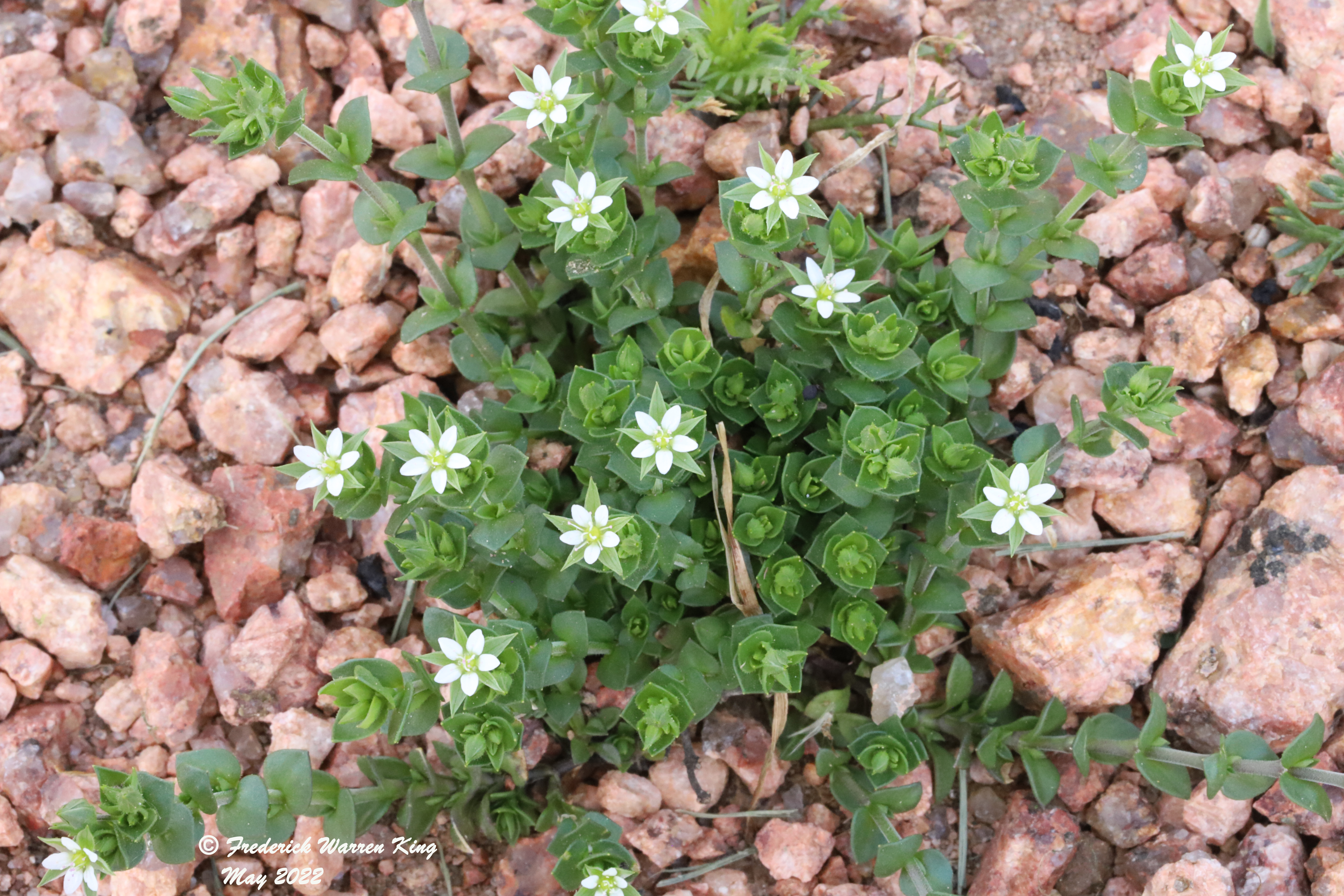 wild-flower-Arenaria-serpyllifolia-05-15-2022-IMG_0459.JPG