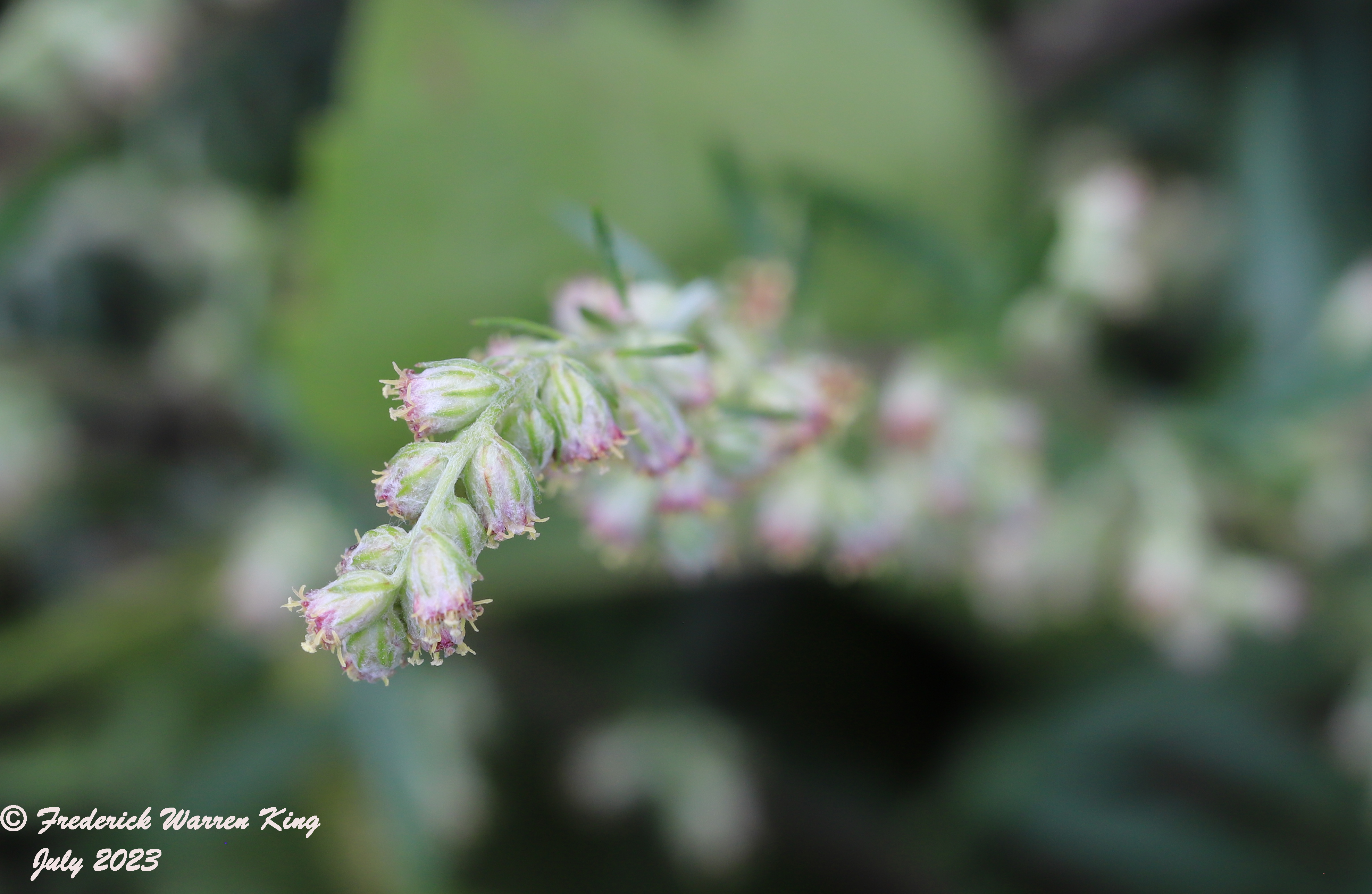 wild-flower-Artemisia-vulgaris-07-20-2023-IMG_7732.JPG