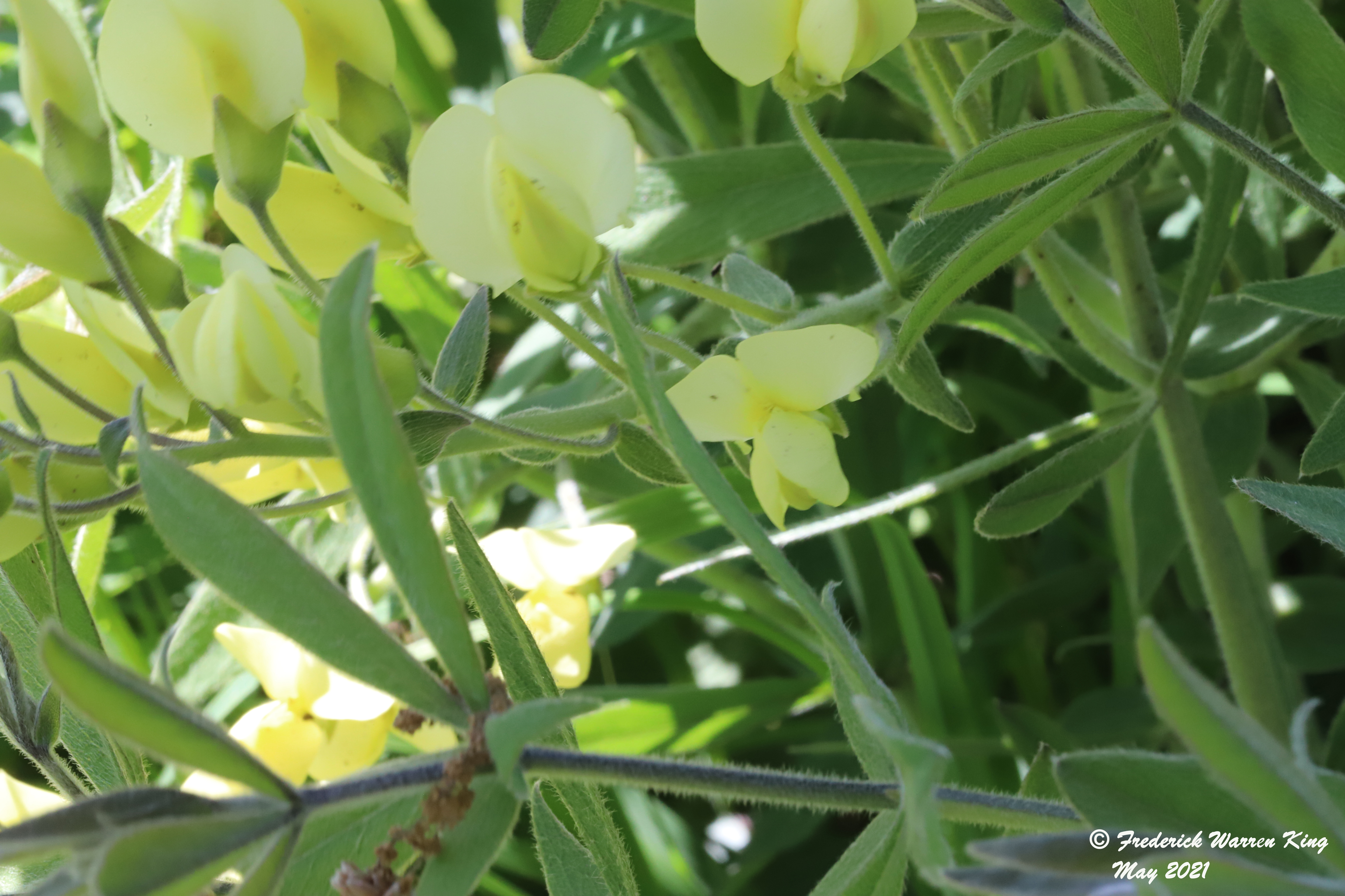 wild-flower-Baptisia-bracteata-05-28-2021-IMG_6501.JPG