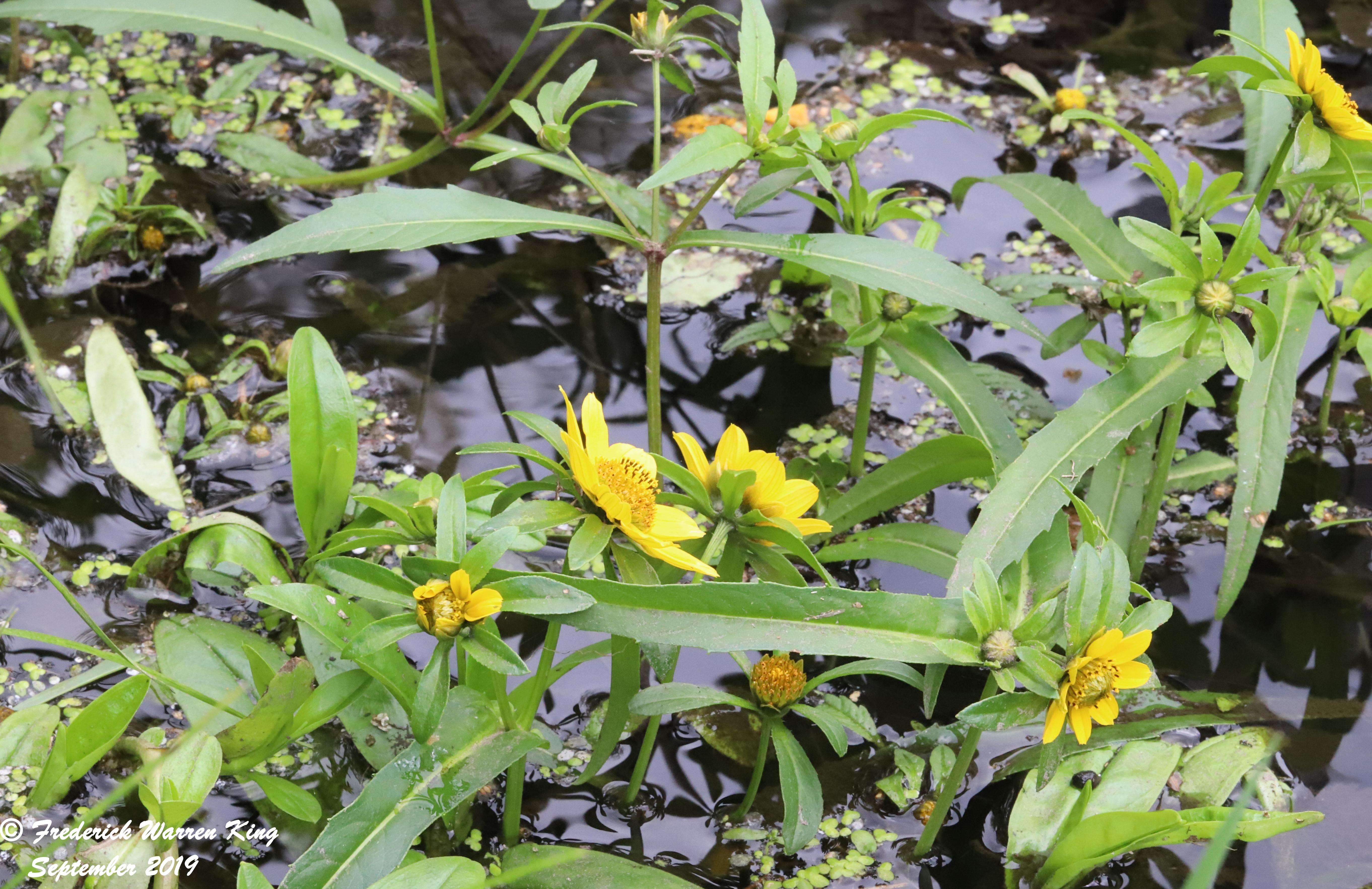 wild-flower-Bidens-cernua-09-01-2019-IMG_3210.JPG