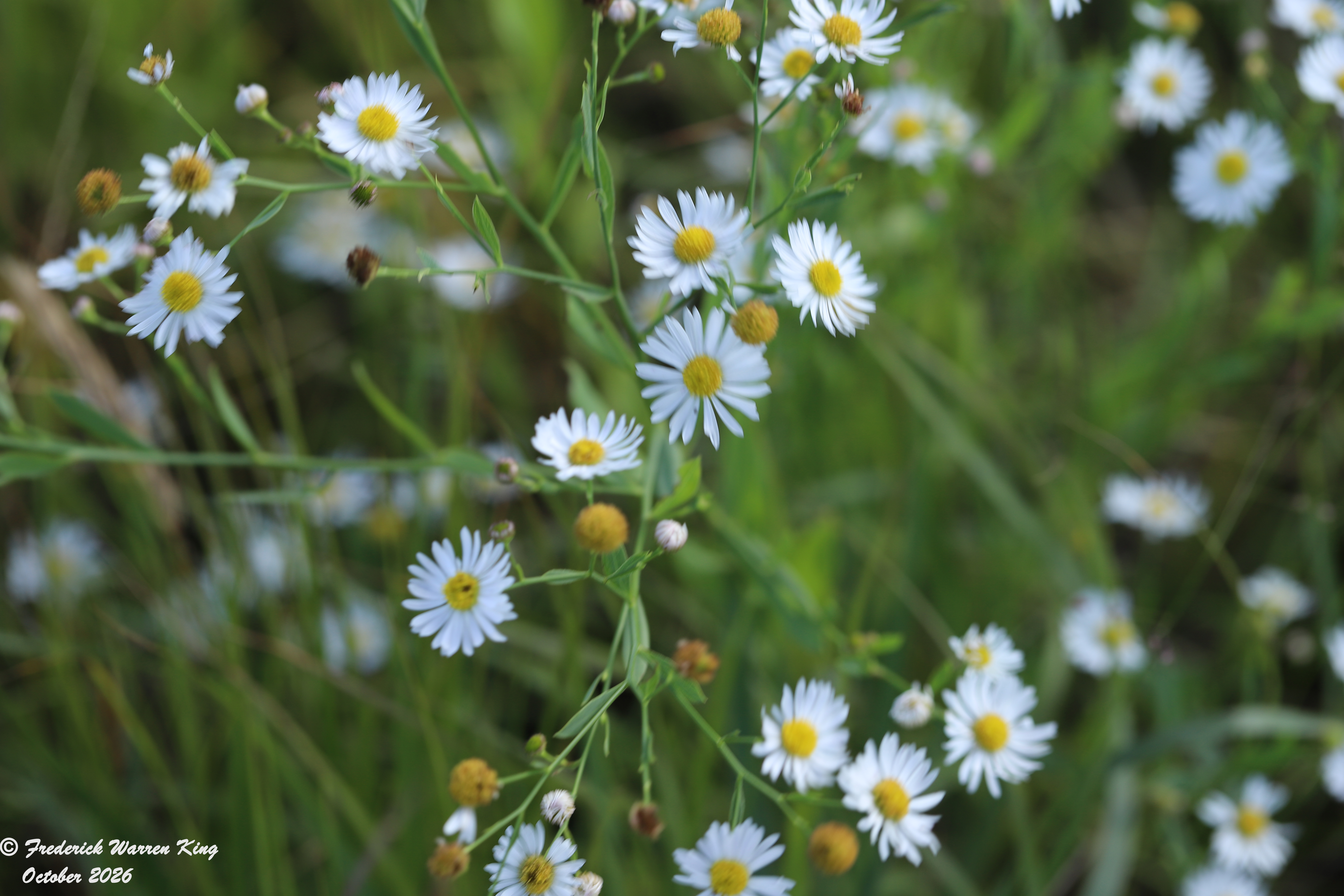 wild-flower-Boltonia-asteroides-10-04-2026-IMG_6408.JPG