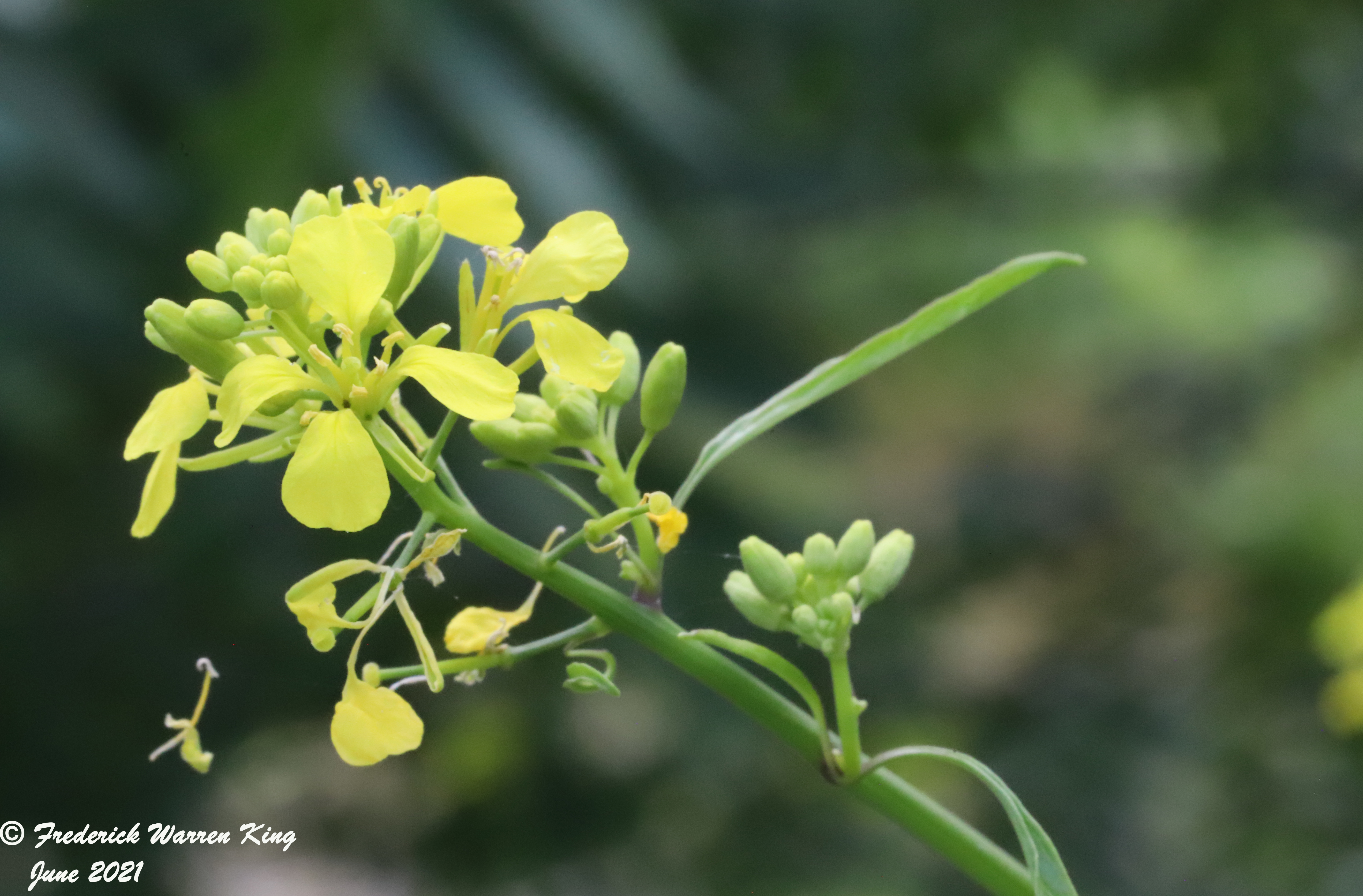 wild-flower-Brassica-nigra-06-30-2021-IMG_7309.JPG