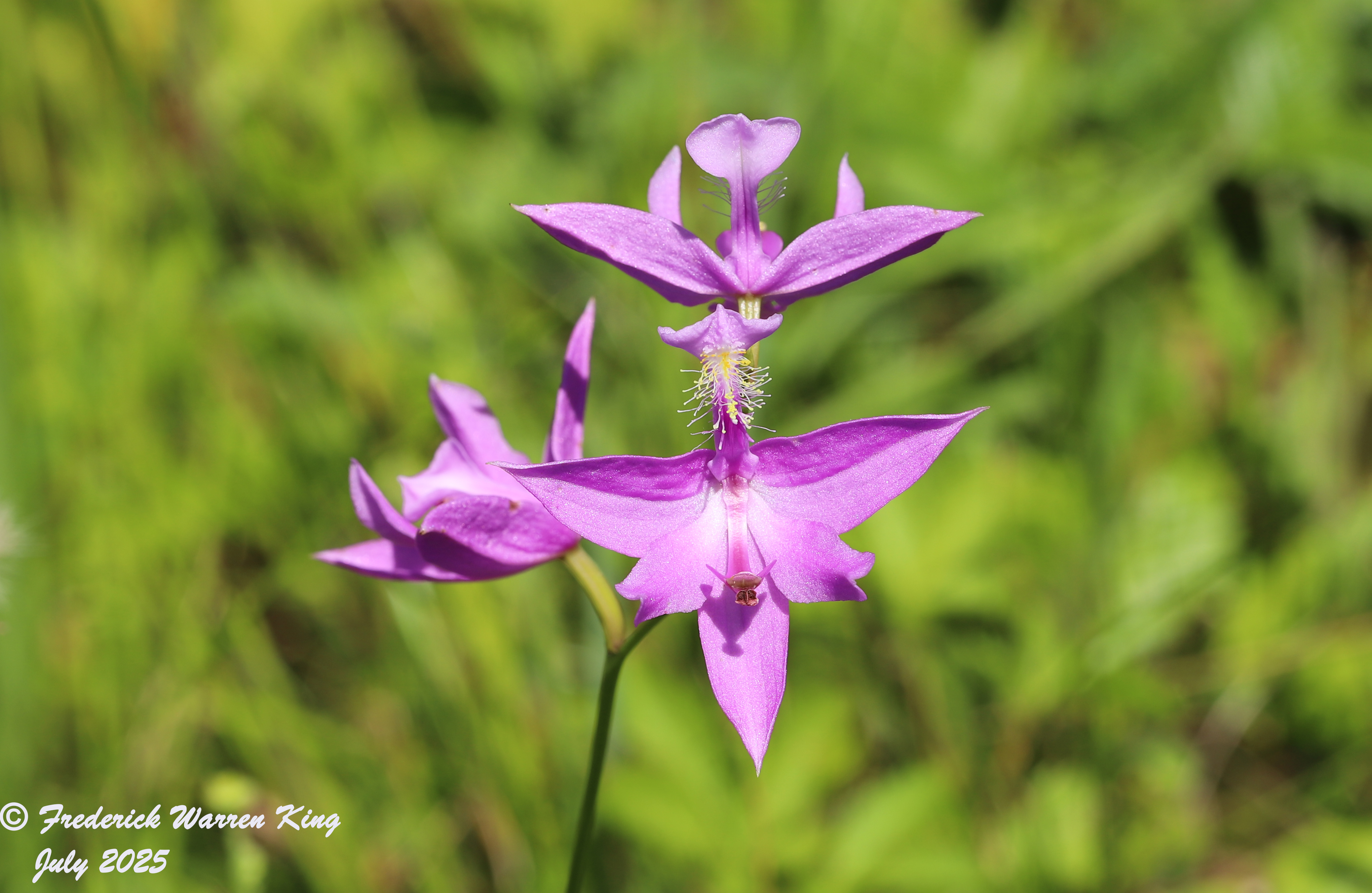 wild-flower-Calopogon-tuberosus-07-09-2025-IMG_5400.JPG