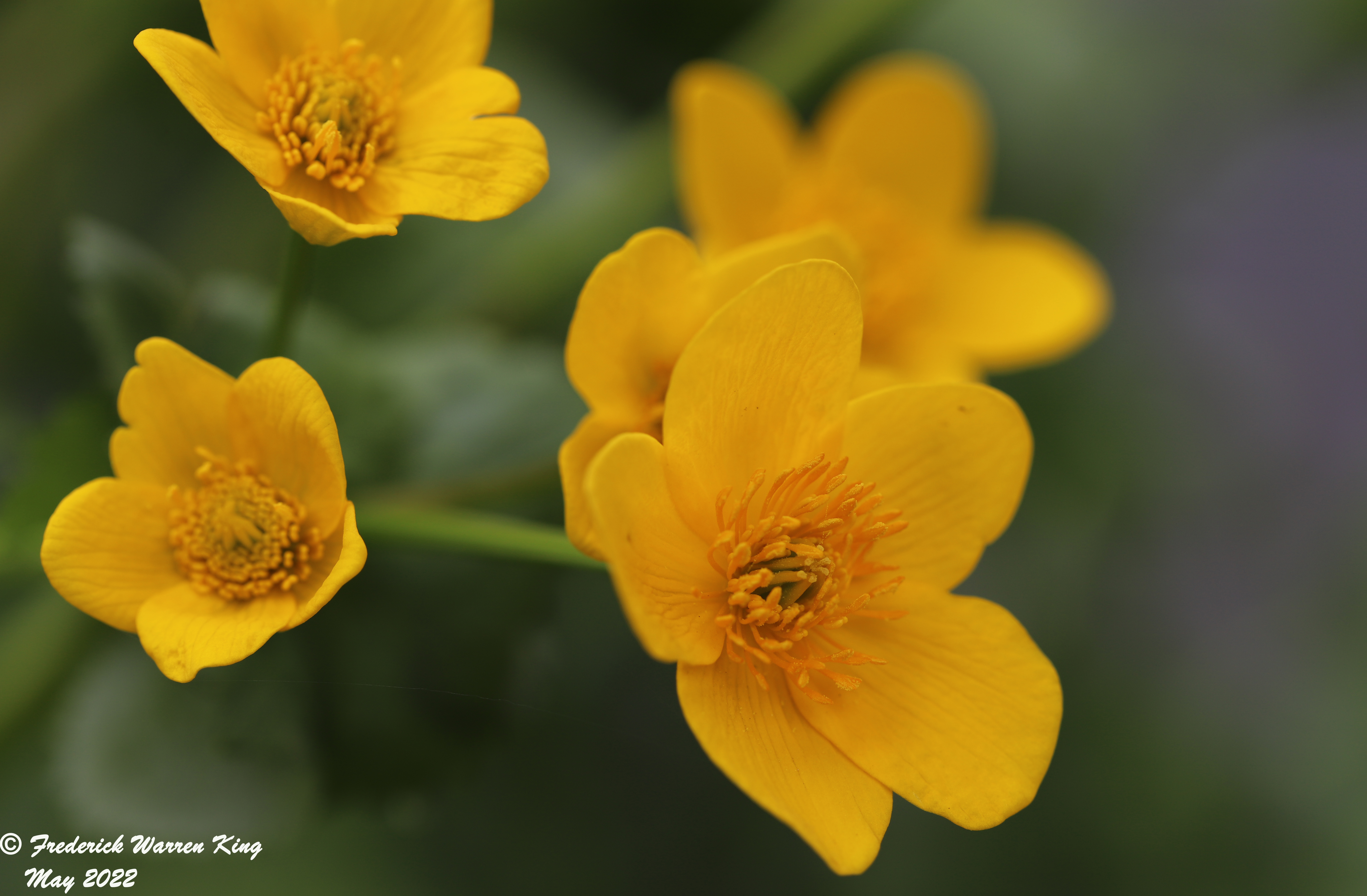 wild-flower-Caltha-palustris-05-10-2022-IMG_0214.JPG