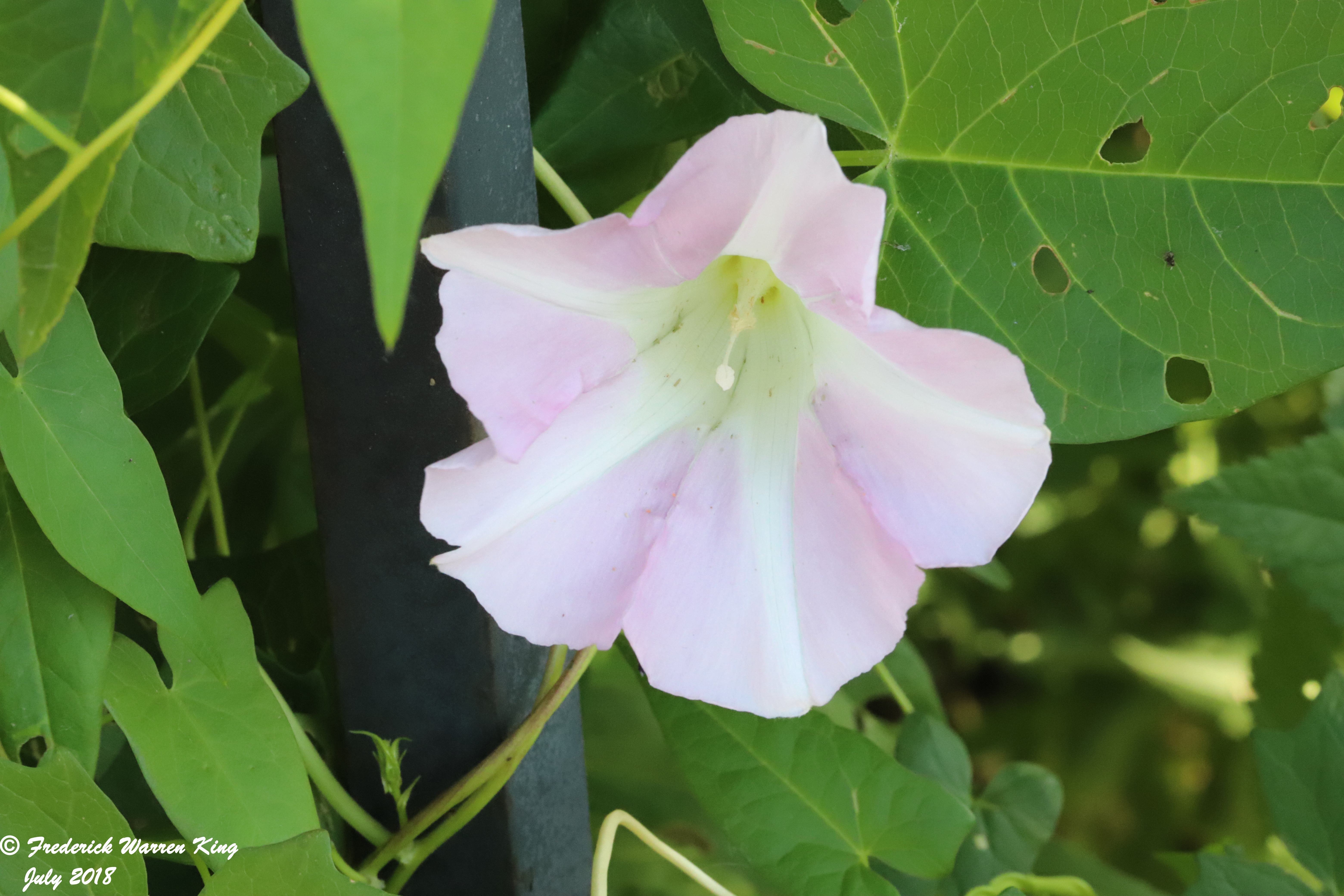 wild-flower-Calystegia-sepium-07-06-2018-IMG_0558.JPG