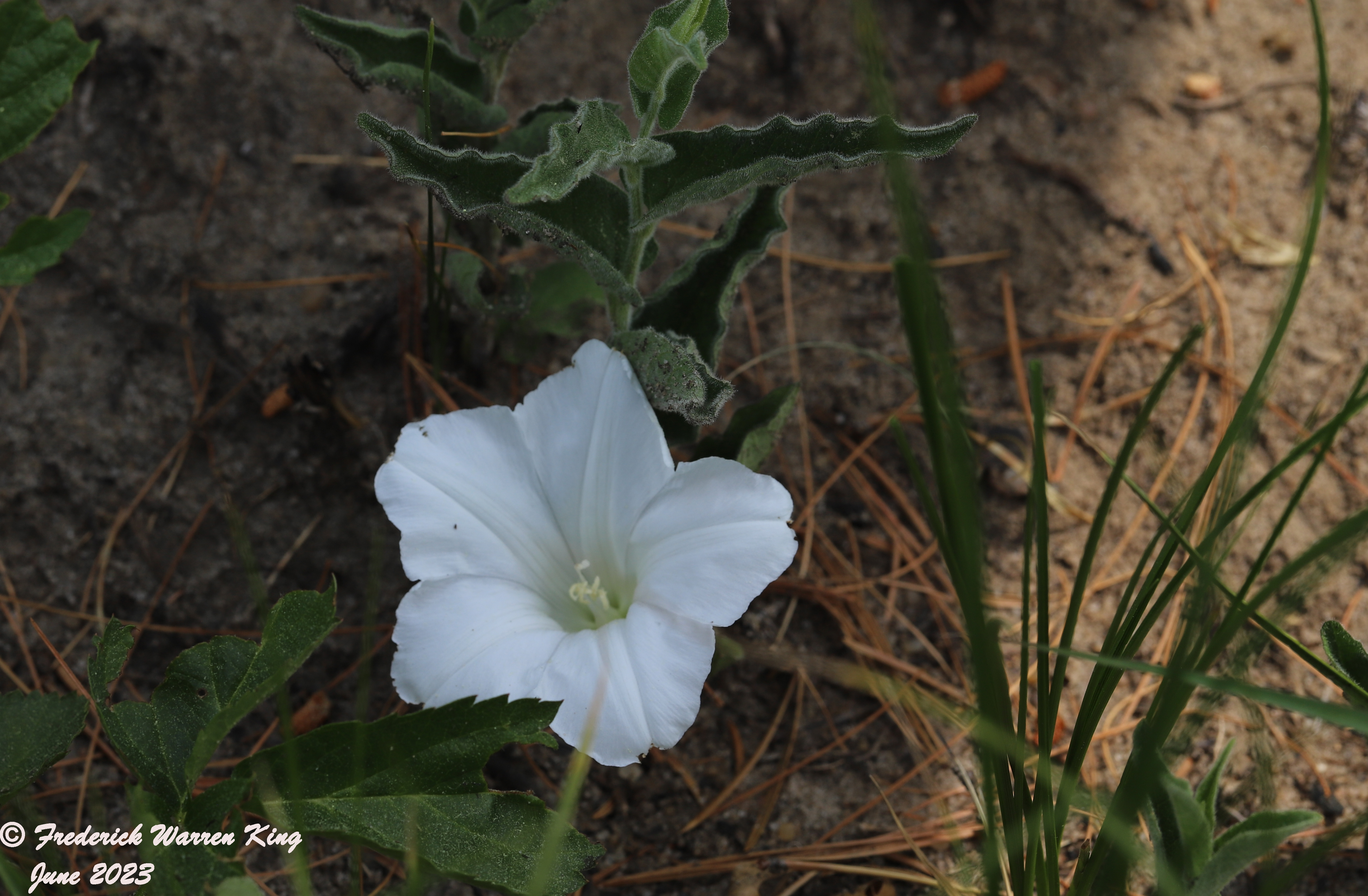 wild-flower-Calystegia-spithamaea-06-06-2023-IMG_6153.JPG