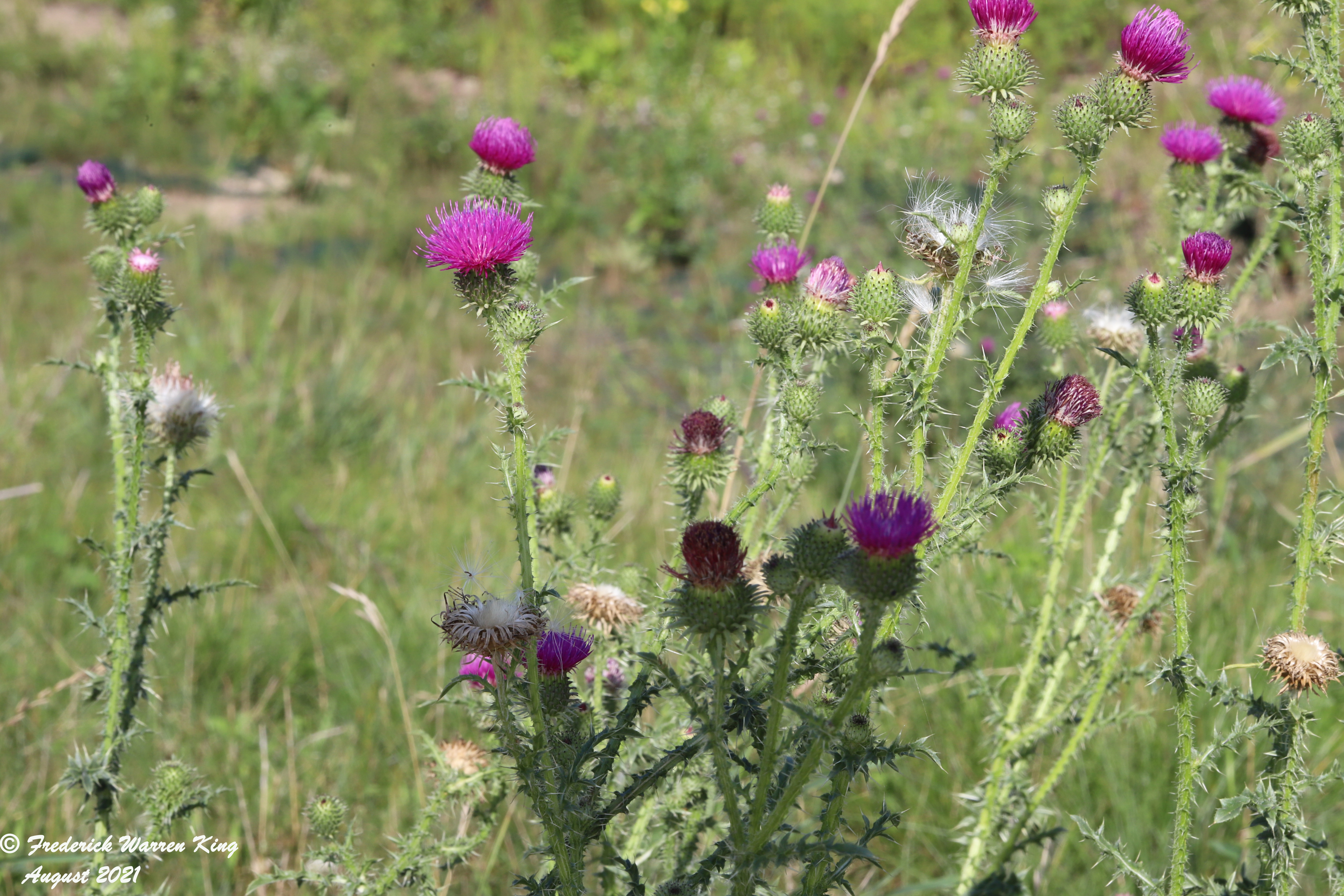 wild-flower-Carduus-acanthoides-08-13-2021-IMG_8586.JPG