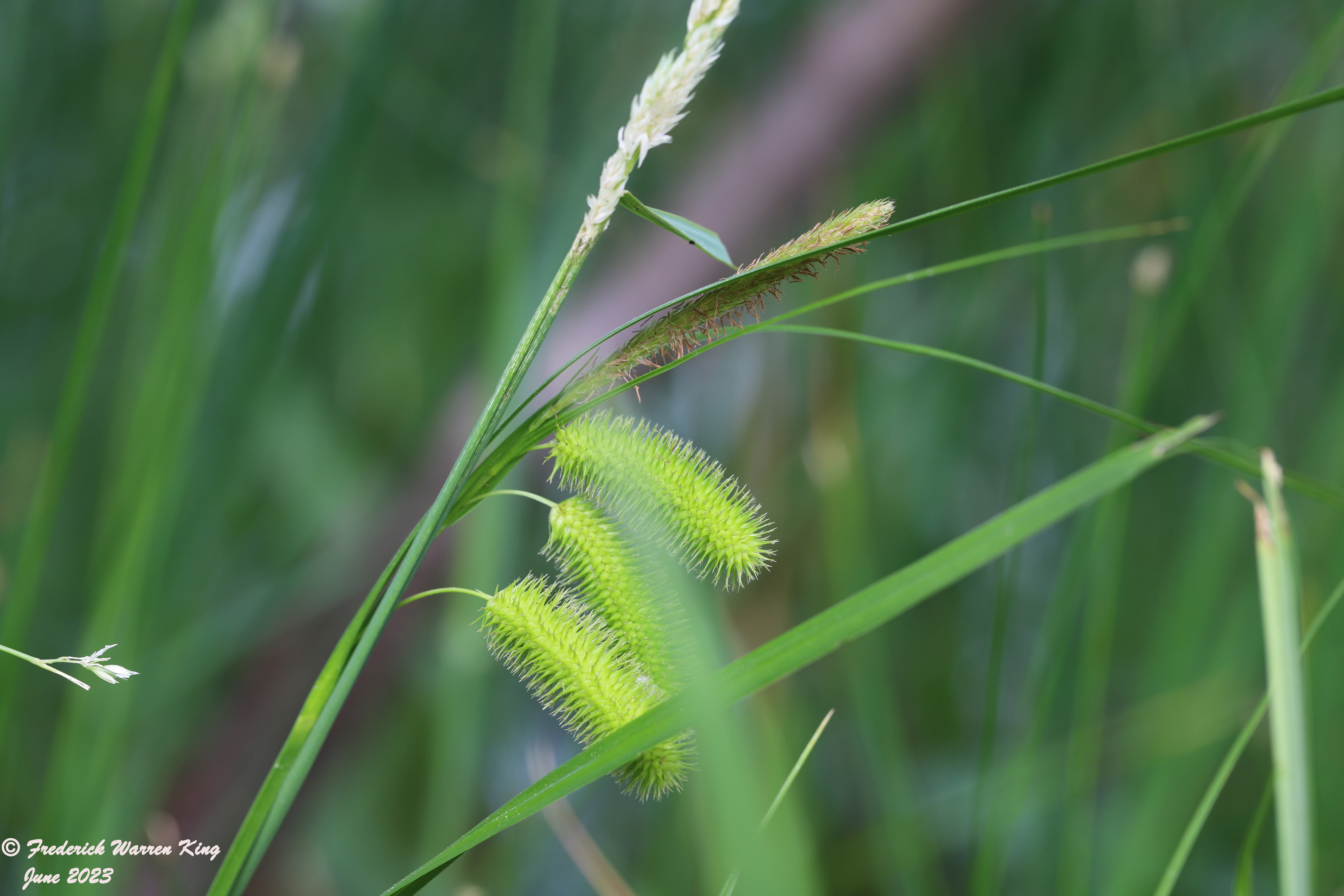 wild-flower-Carex-comosa-06-13-2023-IMG_6418.JPG