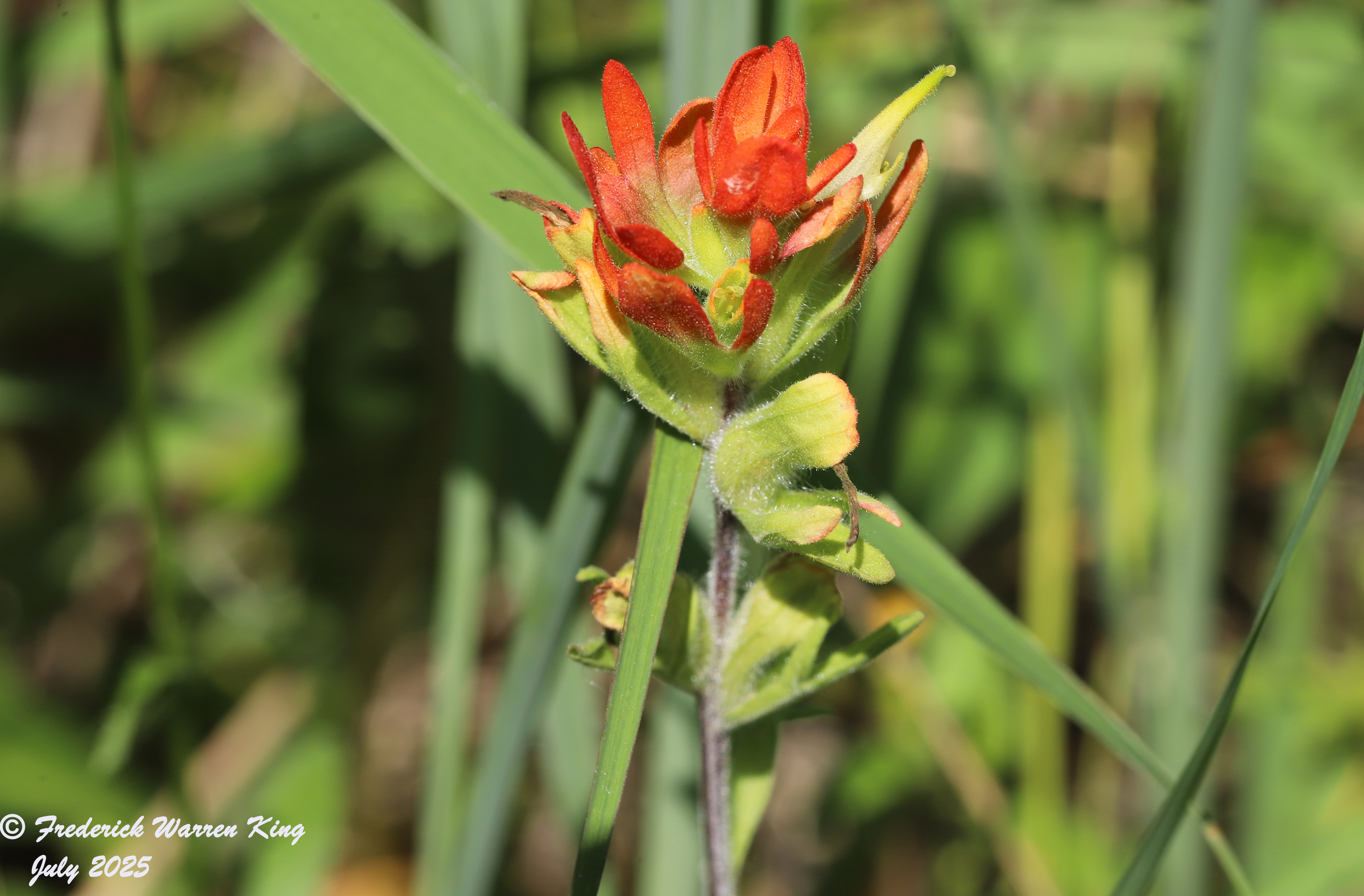 wild-flower-Castilleja-coccinea-07-09-2025-IMG_5405.JPG