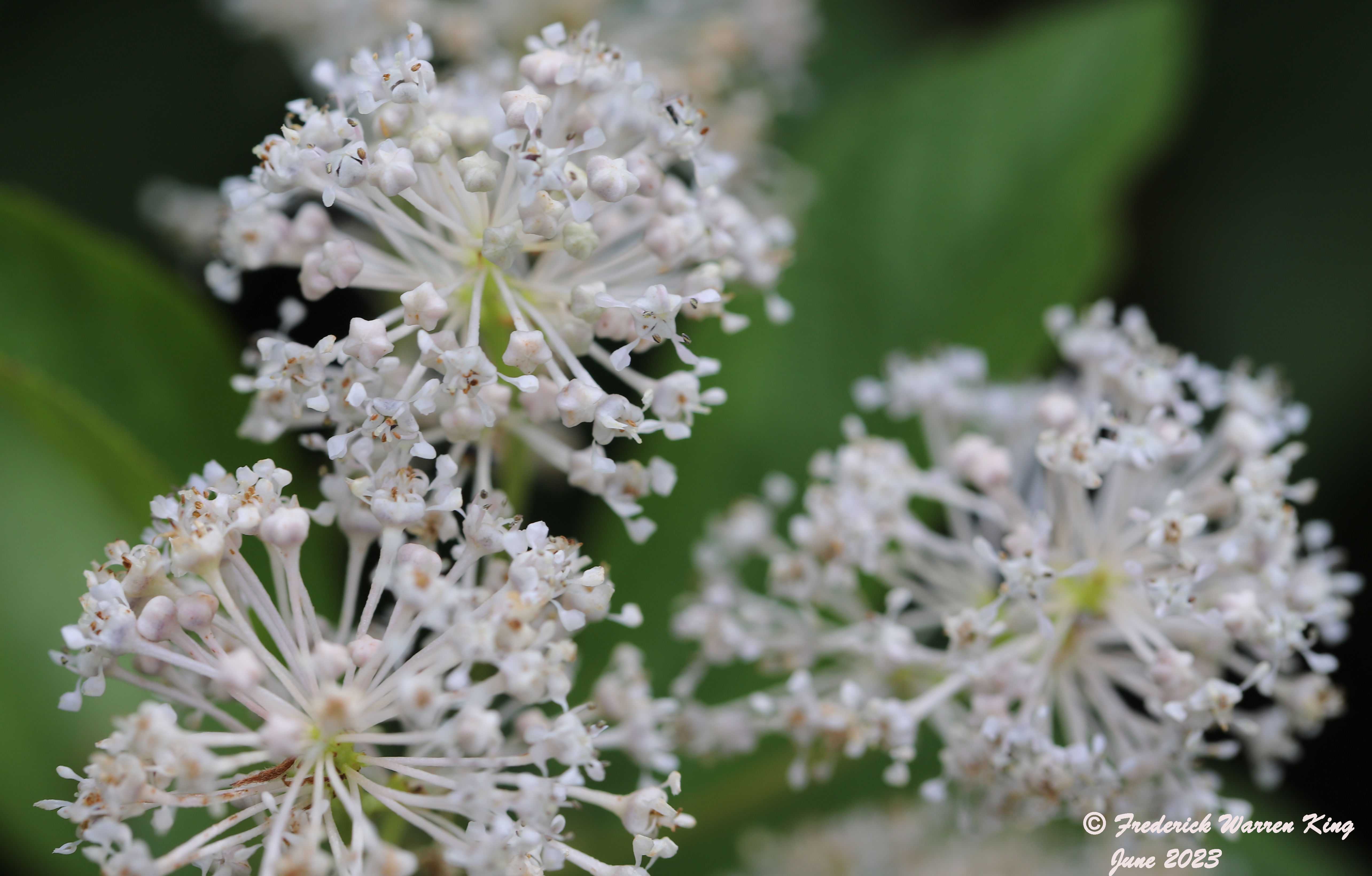 wild-flower-Ceanothus-americanus-06-30-2023-IMG_7099.JPG