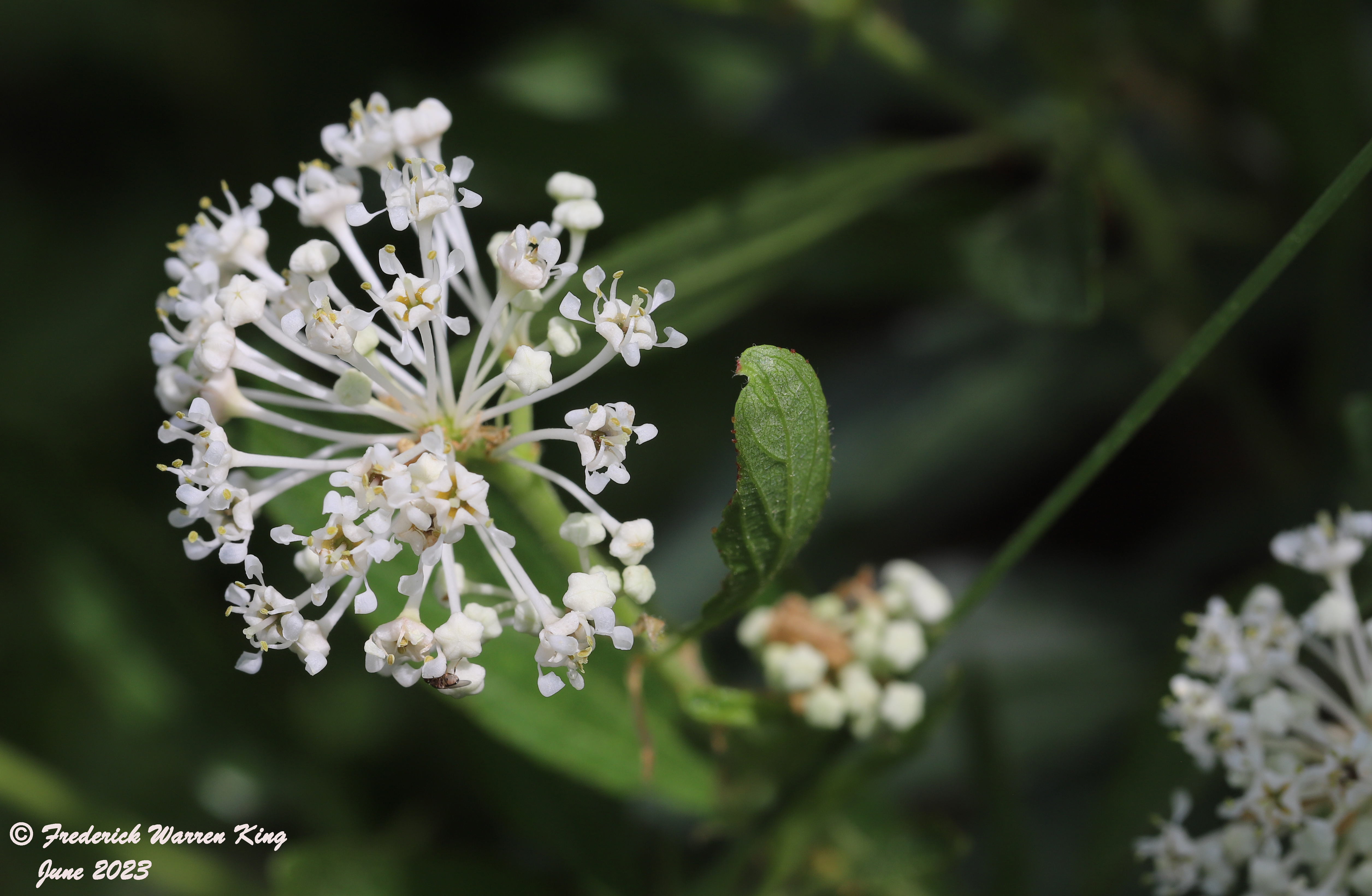 wild-flower-Ceanothus-herbaceus-06-06-2023-IMG_6158.JPG