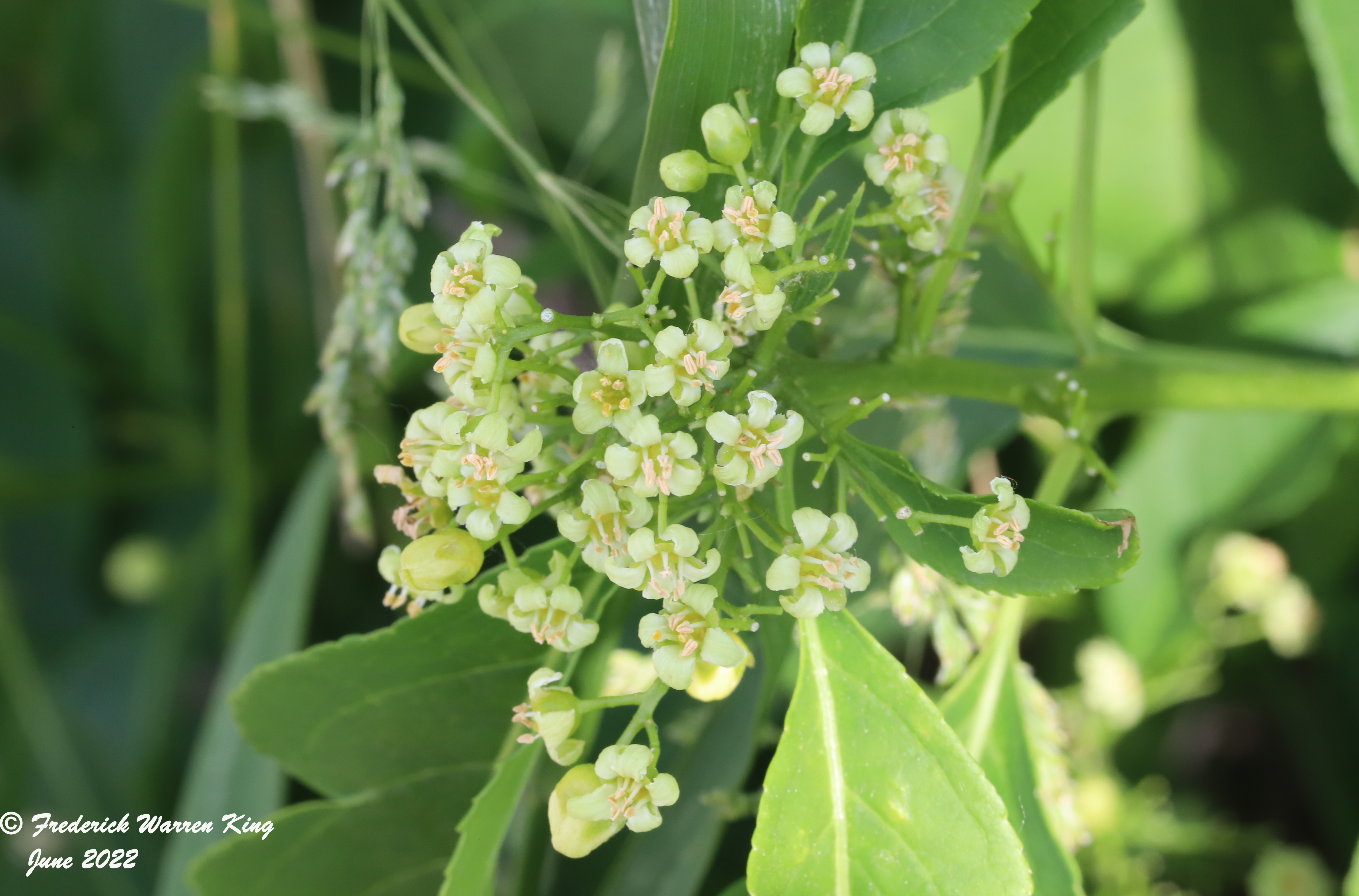 wild-flower-Celastrus-scandens-06-14-2022-IMG_1640.JPG