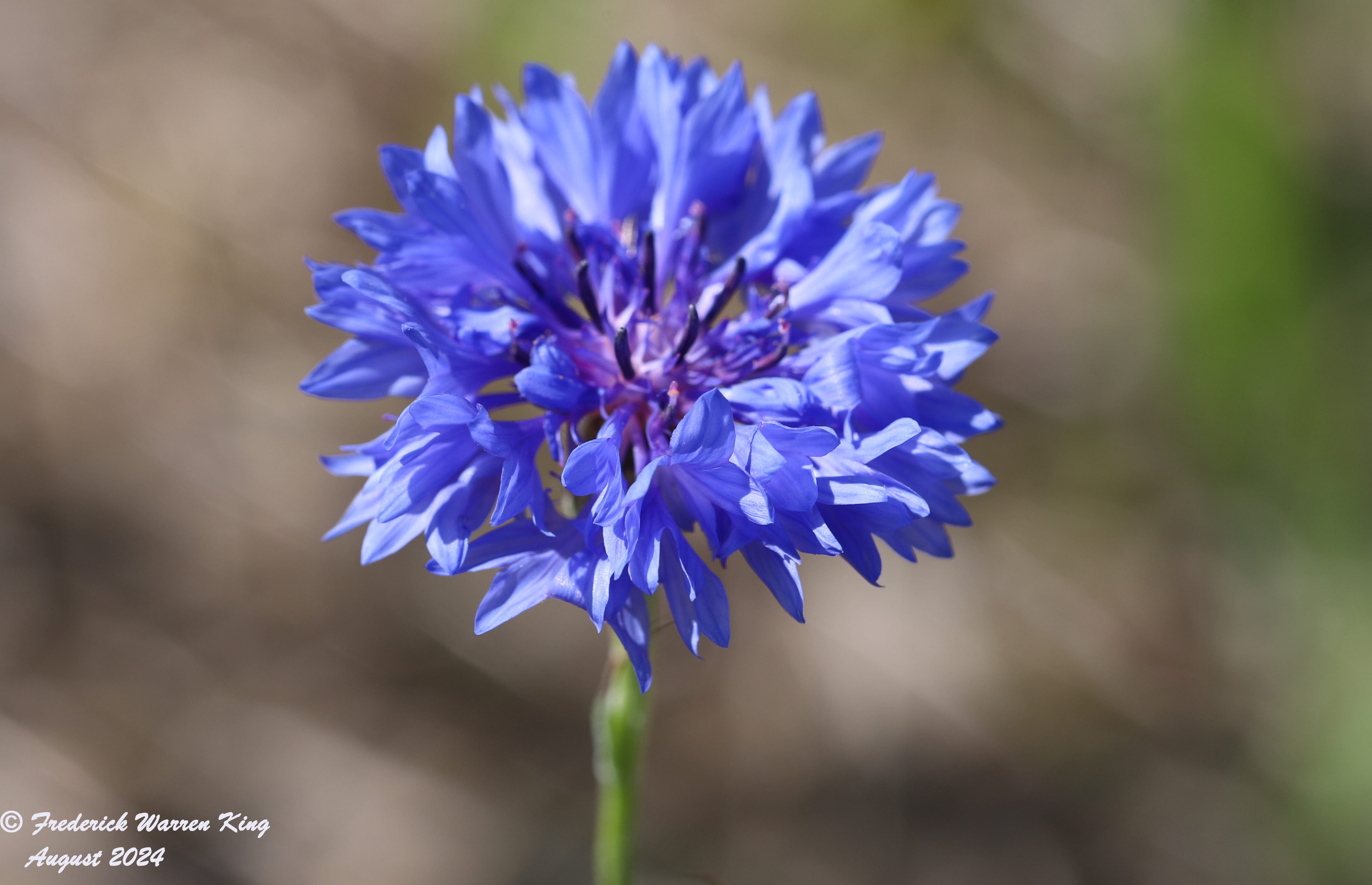 wild-flower-Centaurea-cyanus-08-31-2024-IMG_4014.JPG
