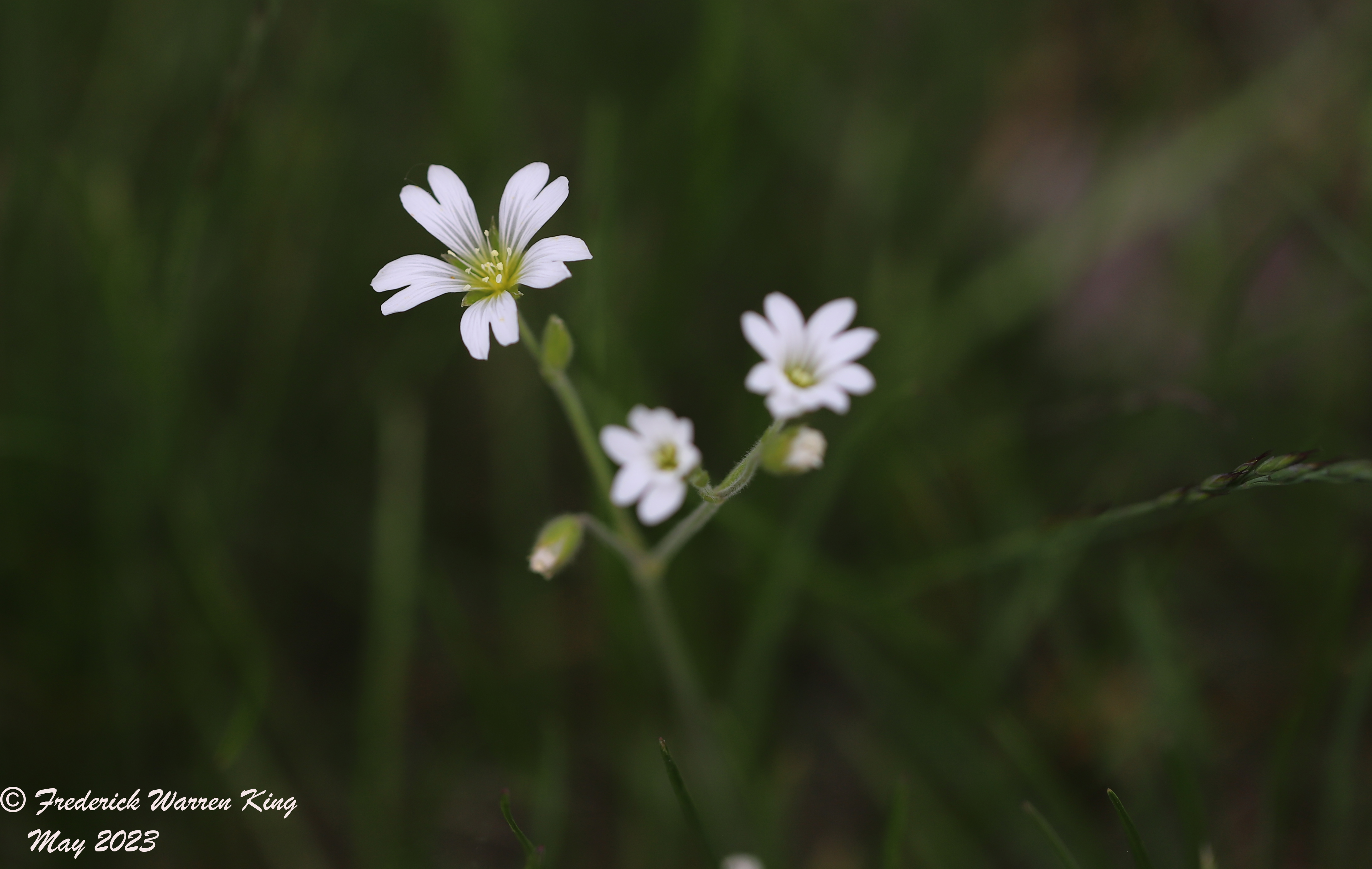 wild-flower-Cerastium-arvense-05-16-2023-IMG_5442.JPG