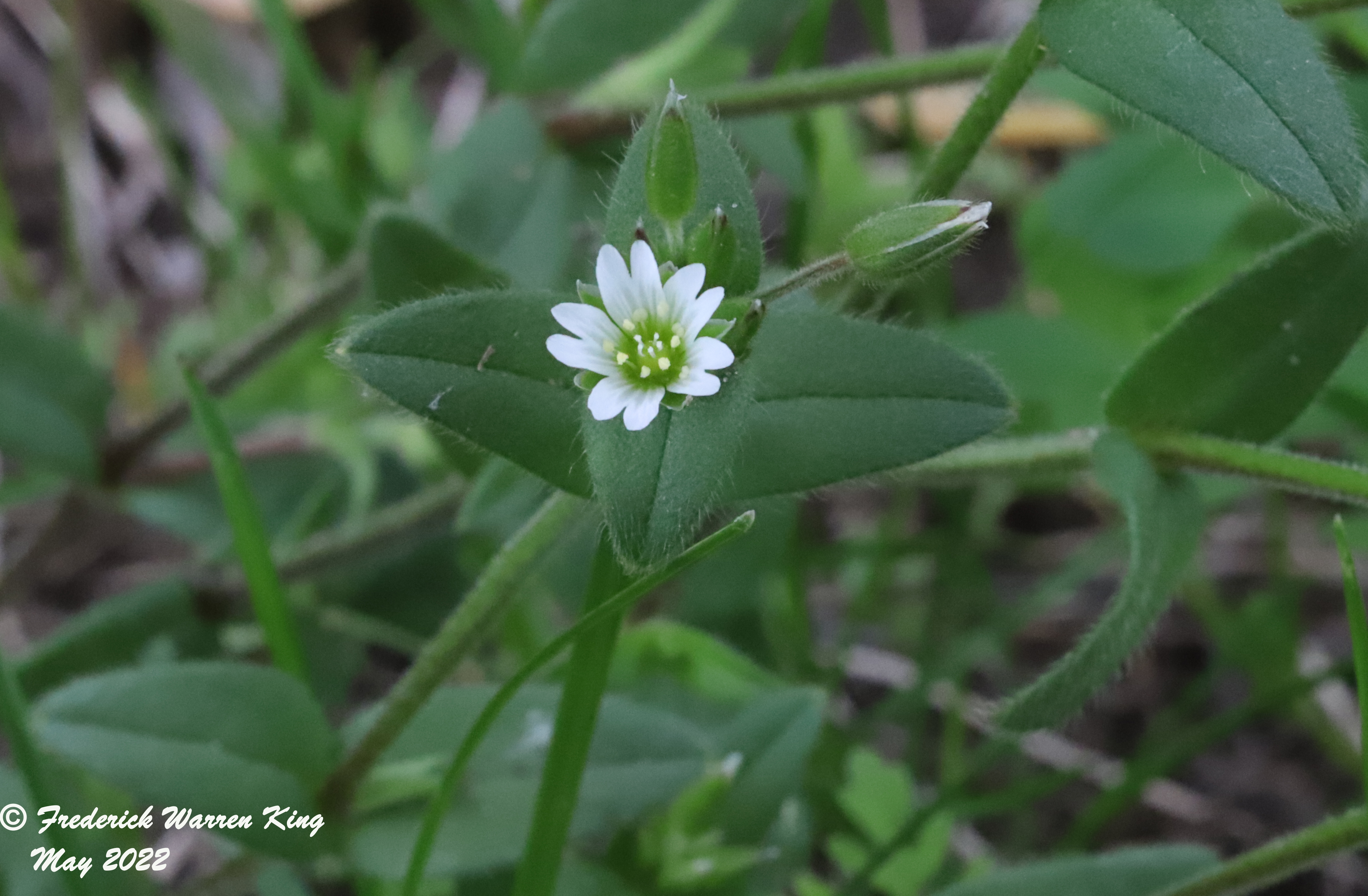 wild-flower-Cerastium-fontanum-05-28-2022-IMG_0984.JPG