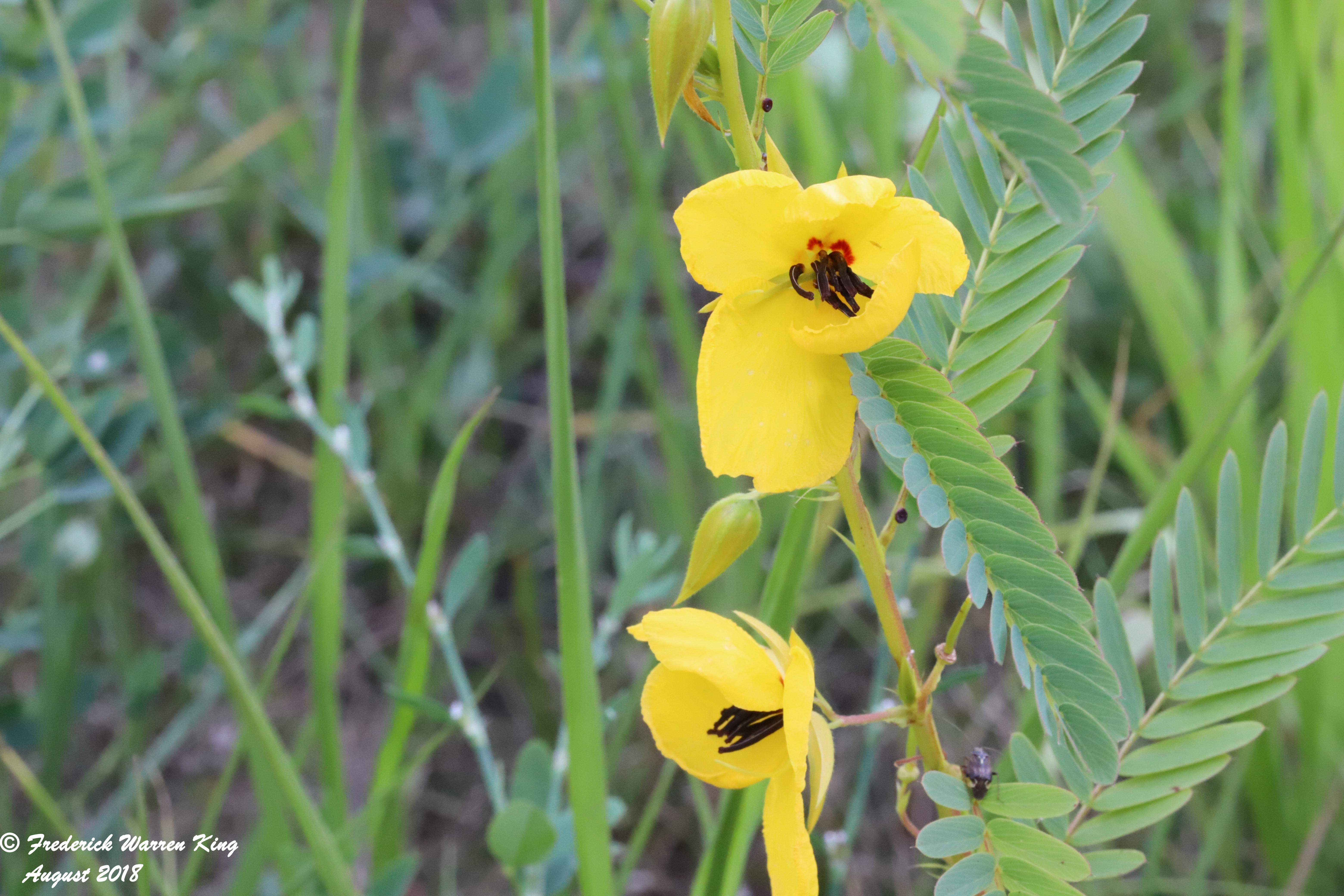 wild-flower-Chamaecrista-fasciculata-08-12-2018-IMG_0756.JPG