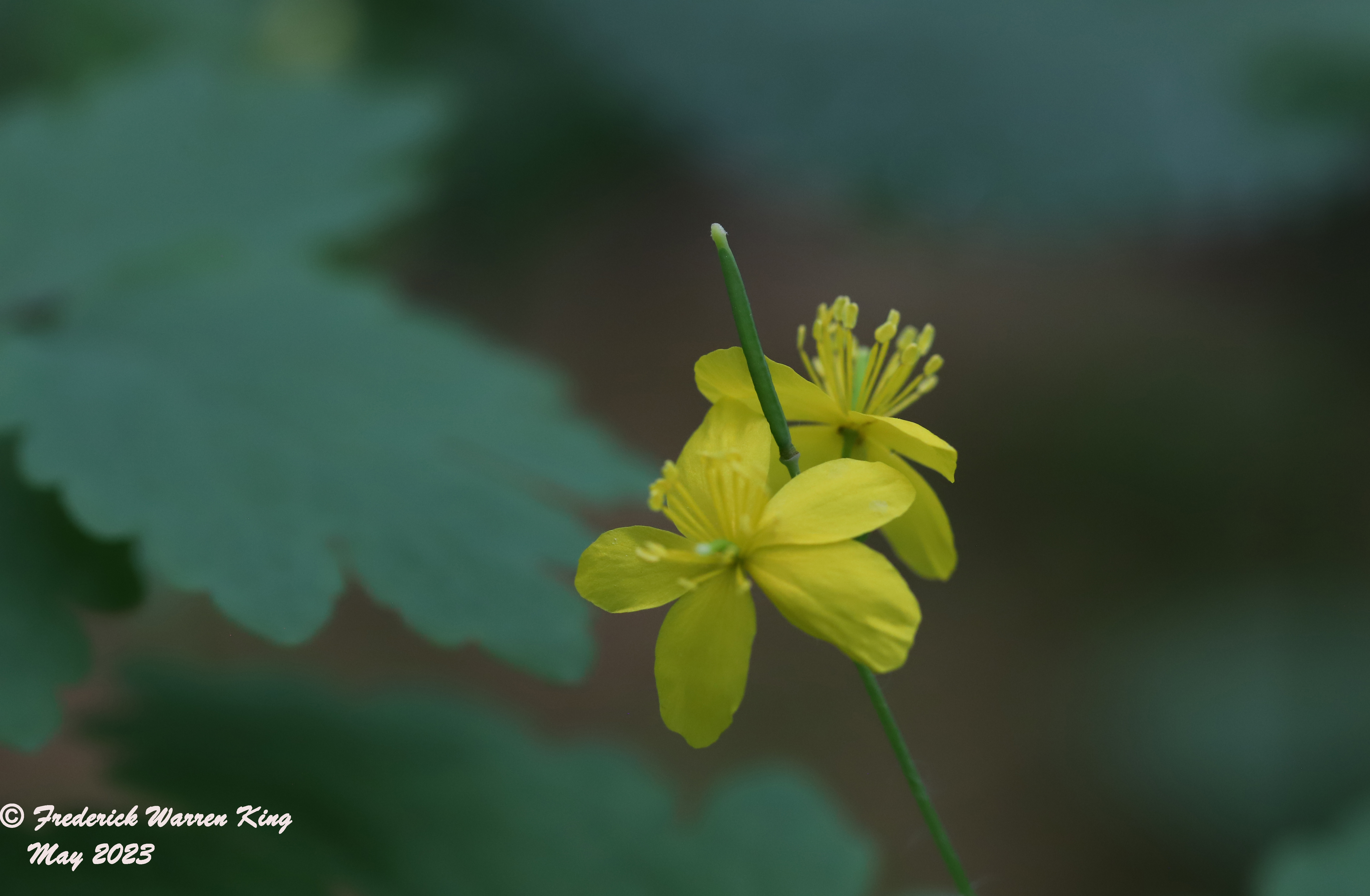 wild-flower-Chelidonium-majus-05-30-2023-IMG_5863.JPG