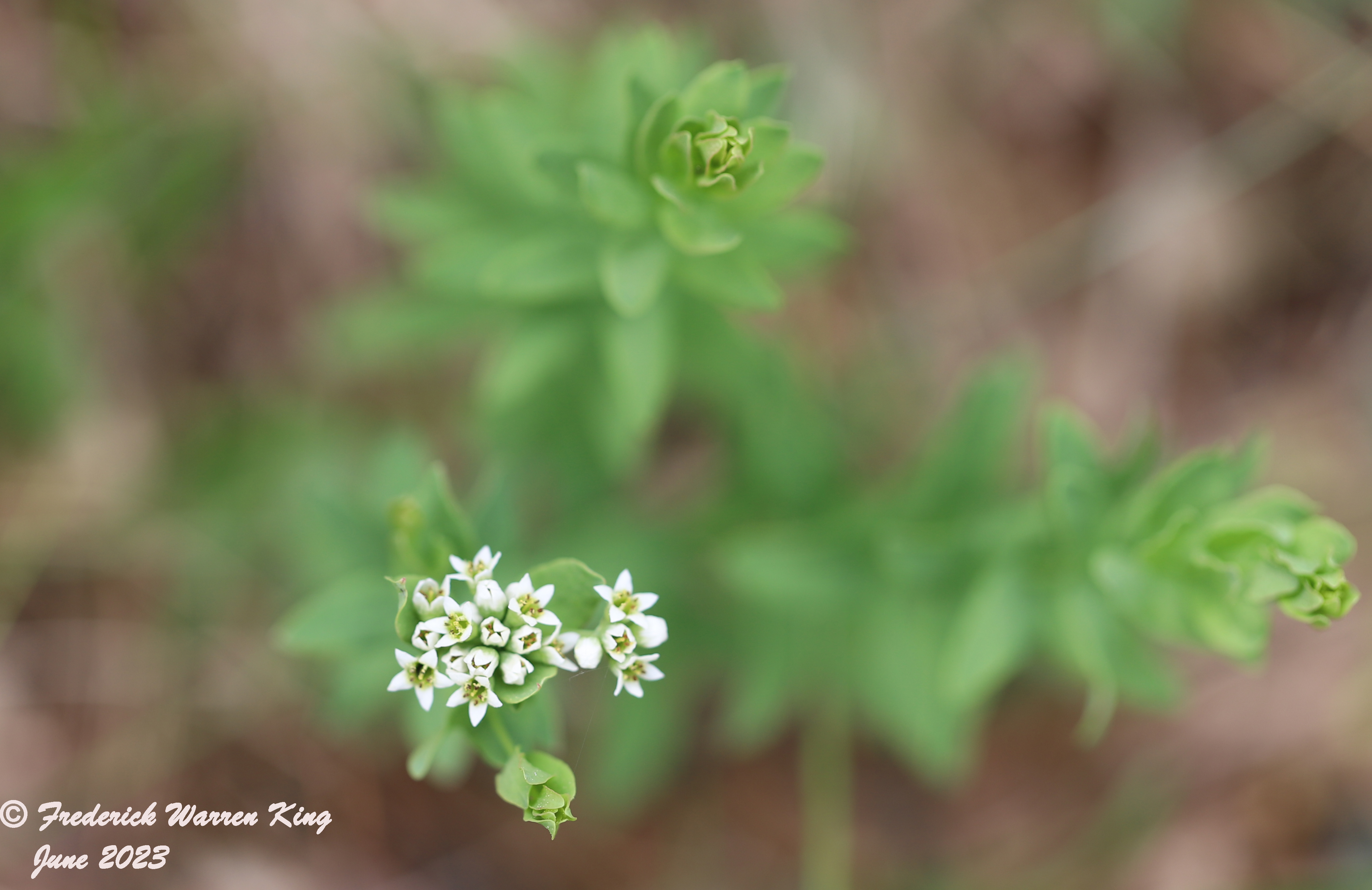 wild-flower-Comandra-umbellata-06-06-2023-IMG_6163.JPG
