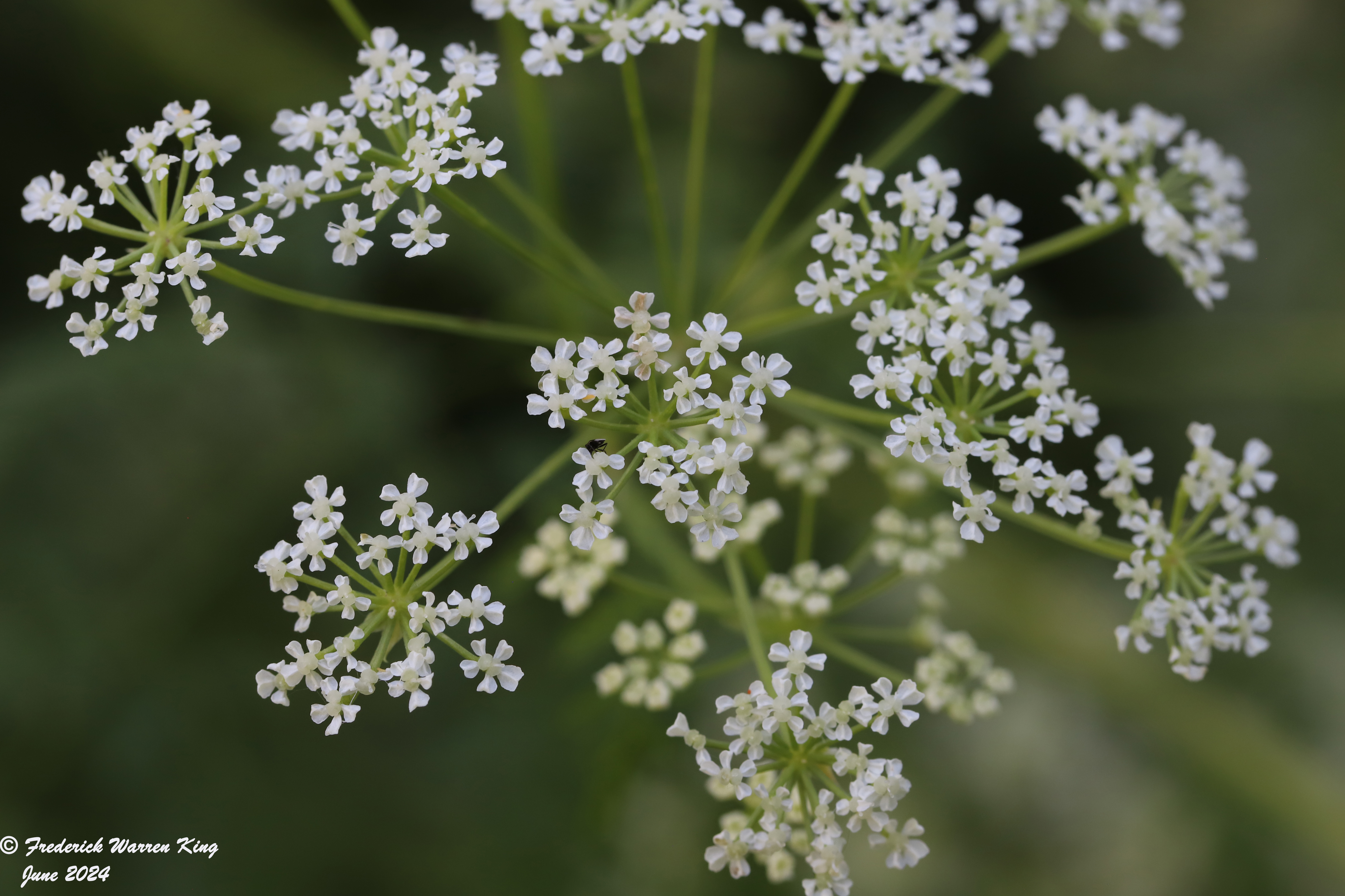 wild-flower-Conium-maculatum-06-13-2024-IMG_1810.JPG