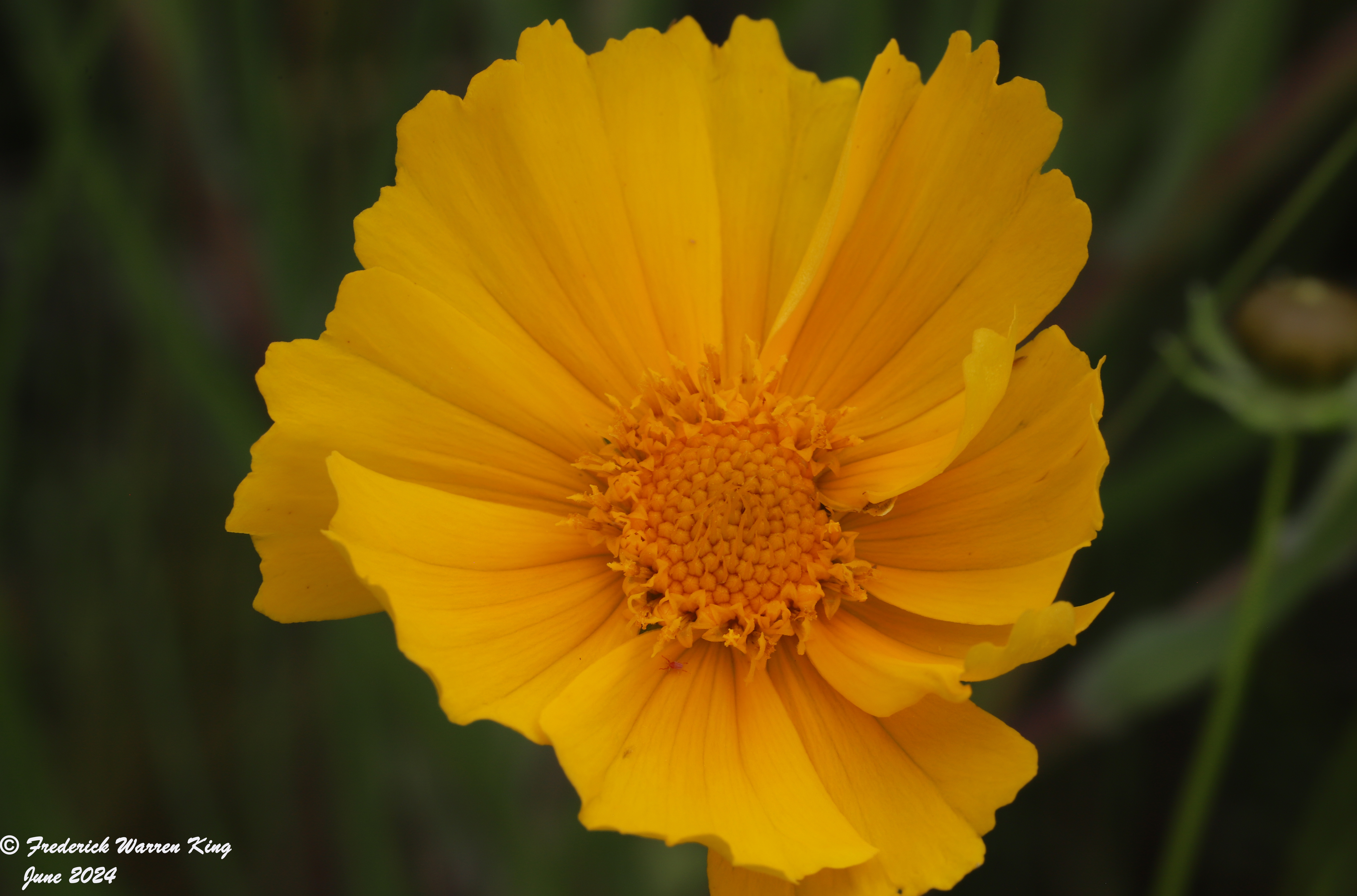 wild-flower-Coreopsis-lanceolata-06-16-2024-IMG_1933.JPG