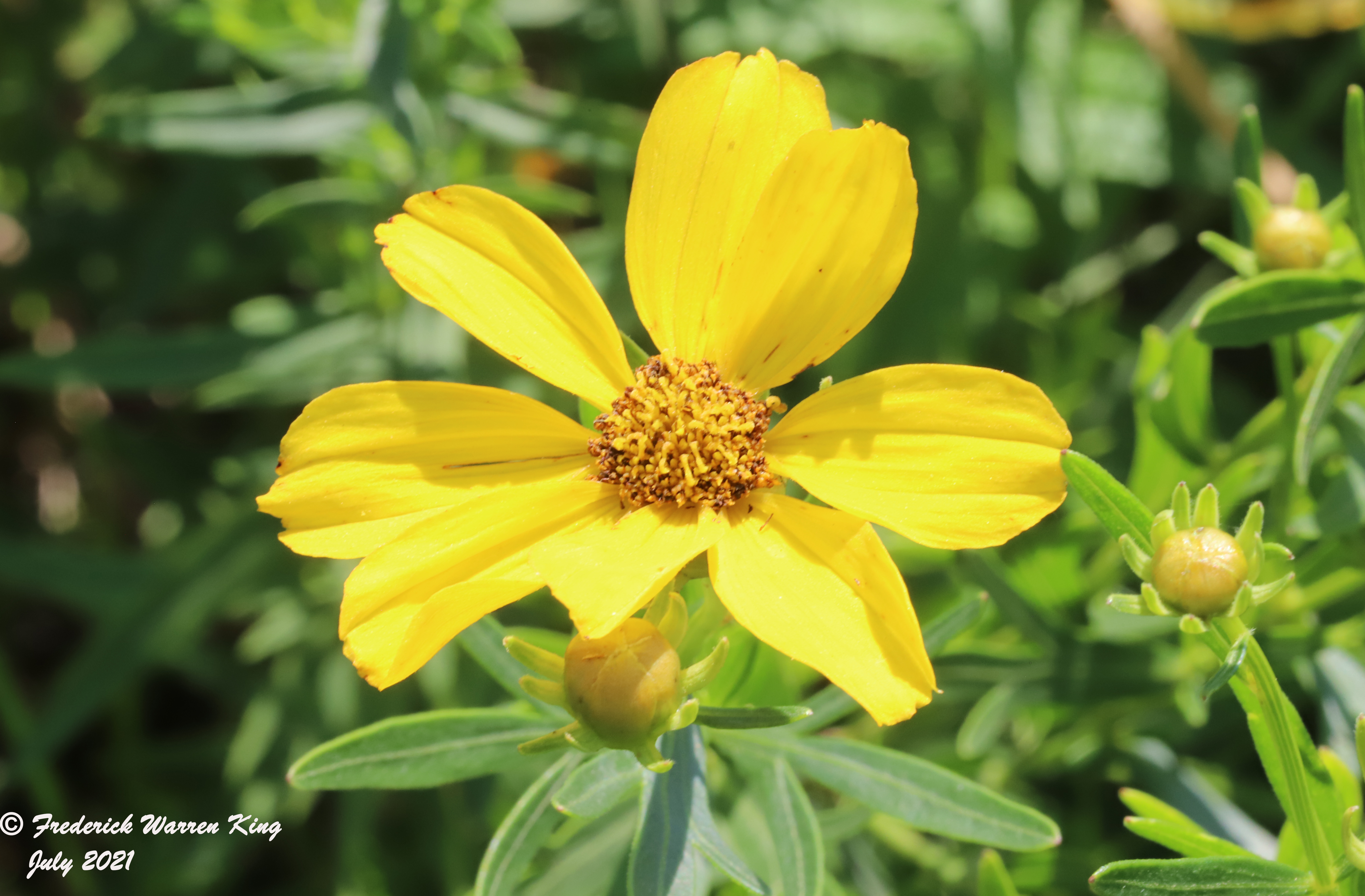 wild-flower-Coreopsis-palmata-07-05-2021-IMG_7422.JPG