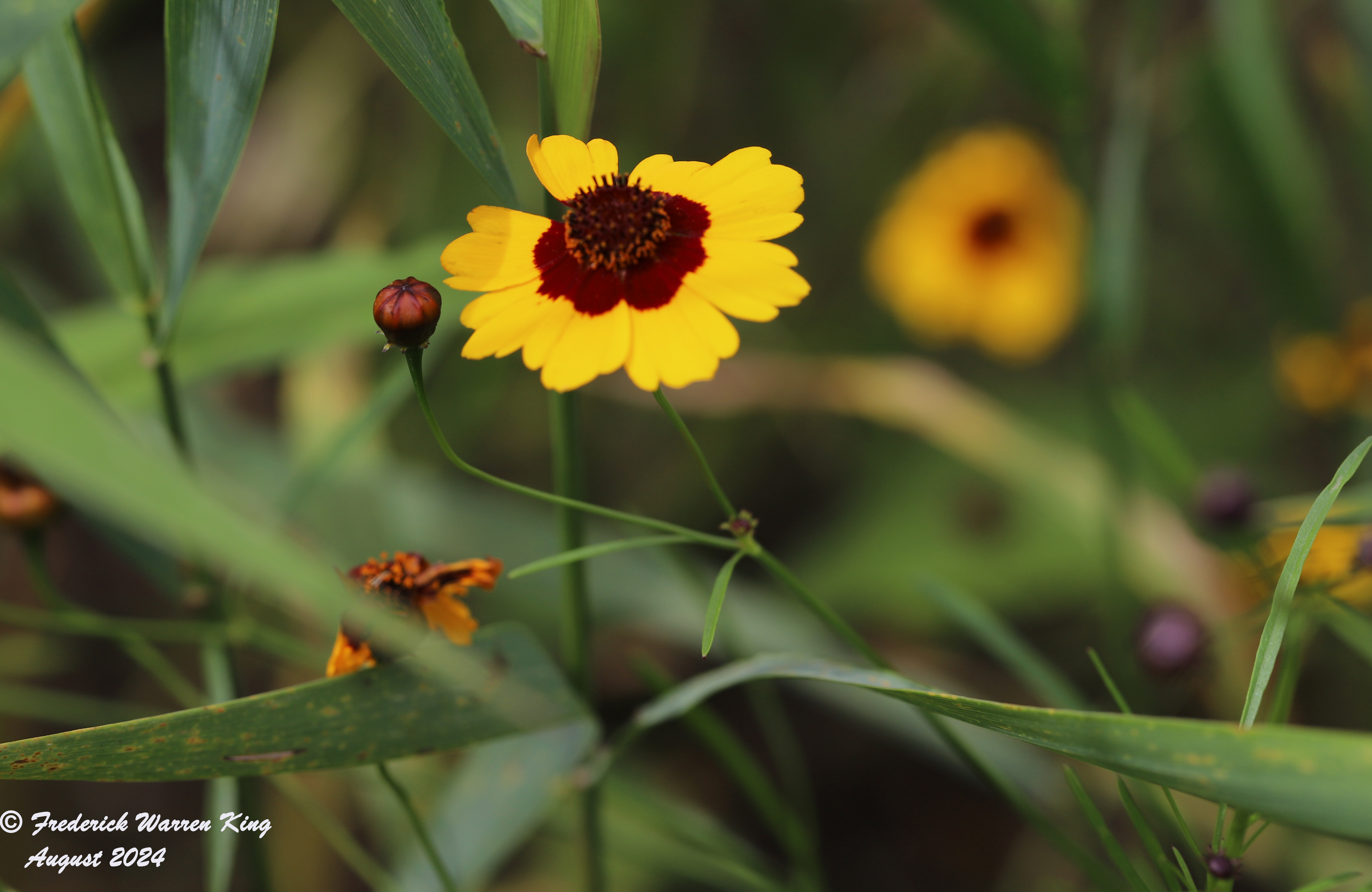 wild-flower-Coreopsis-tinctoria-08-07-2024-IMG_3448.JPG