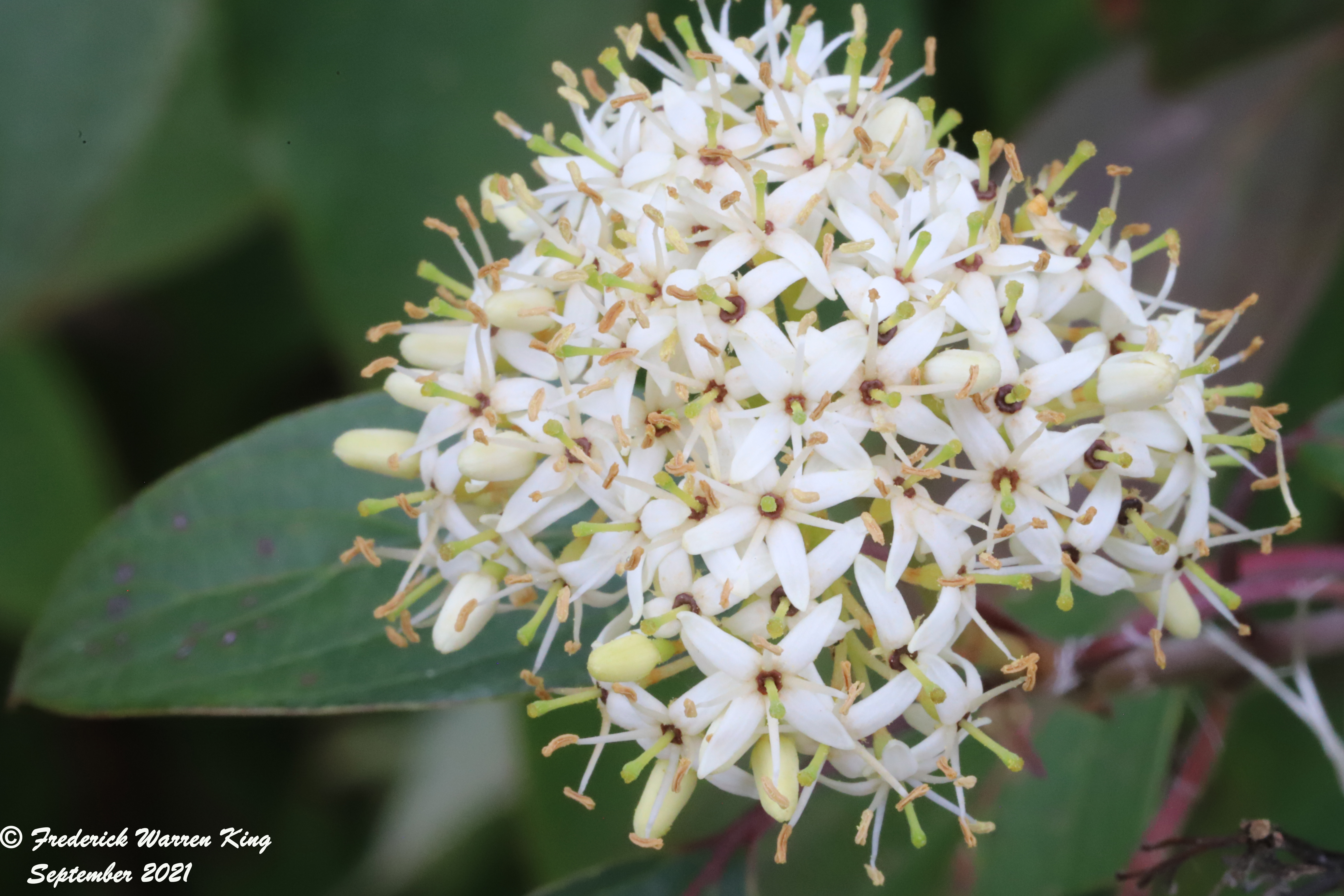 wild-flower-Cornus-amomum-09-26-2021-IMG_9757.JPG