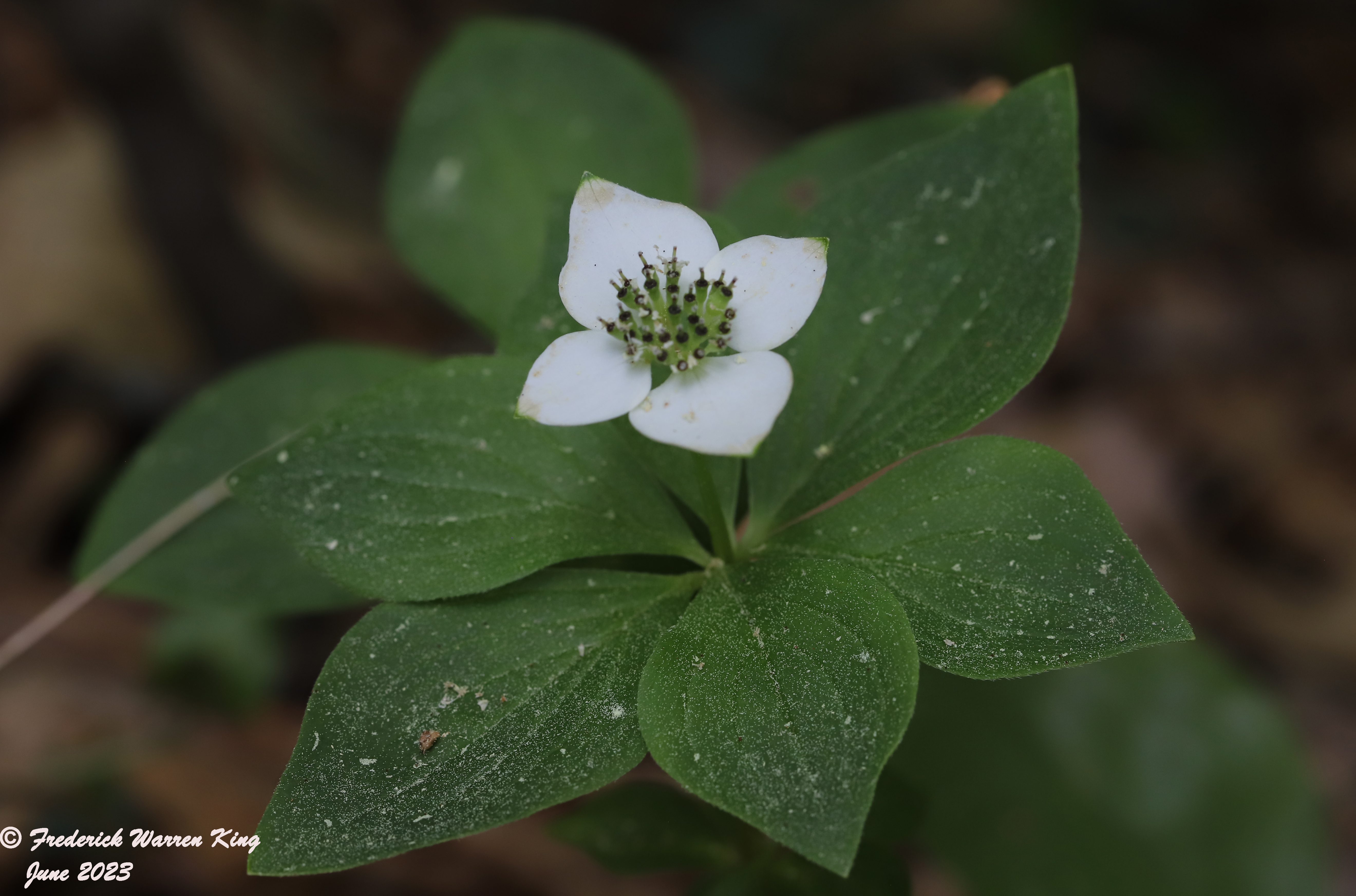 wild-flower-Cornus-canadensis-06-06-2023-IMG_6072.JPG
