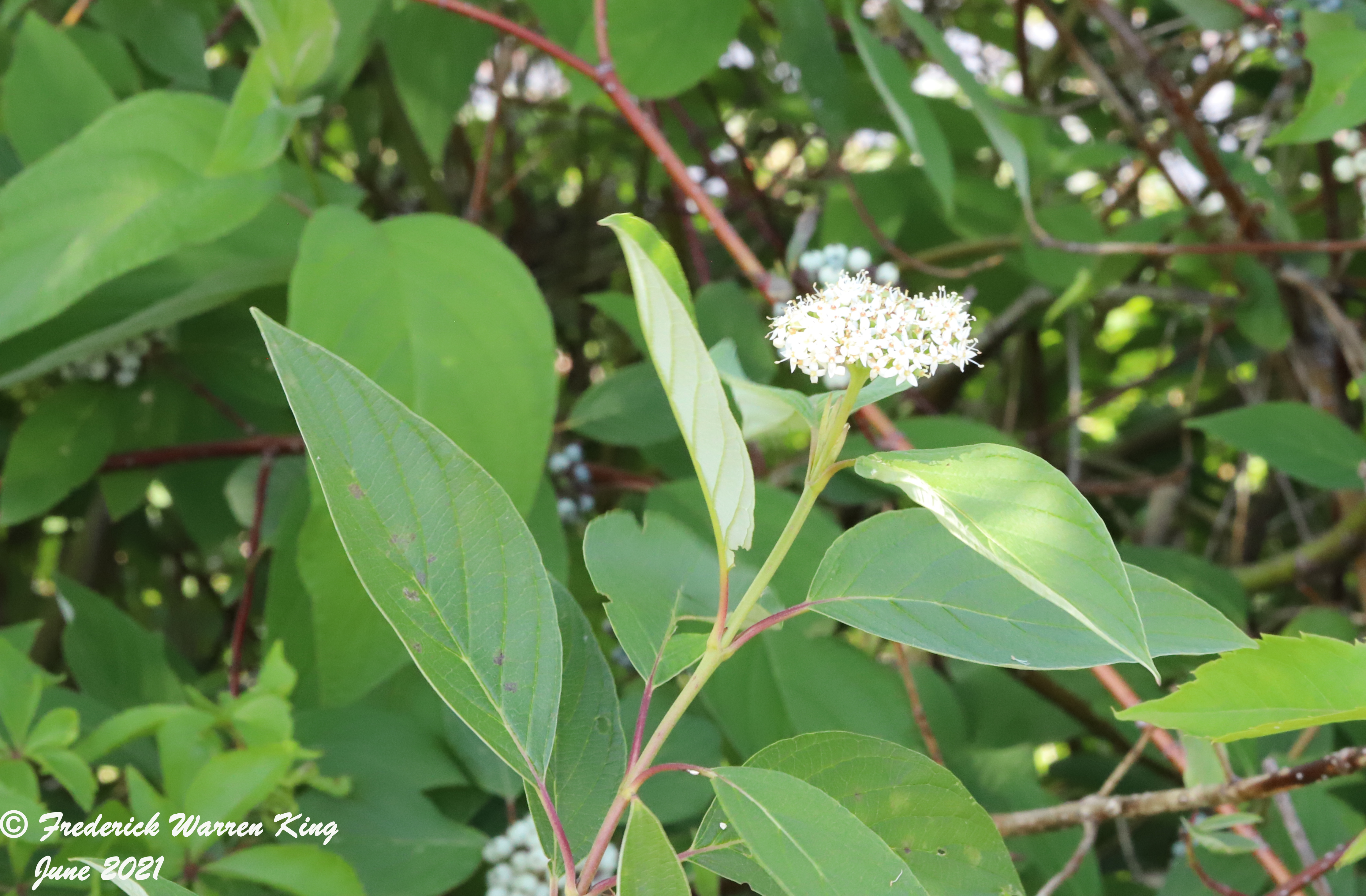 wild-flower-Cornus-sericea-06-27-2021-IMG_7230.JPG