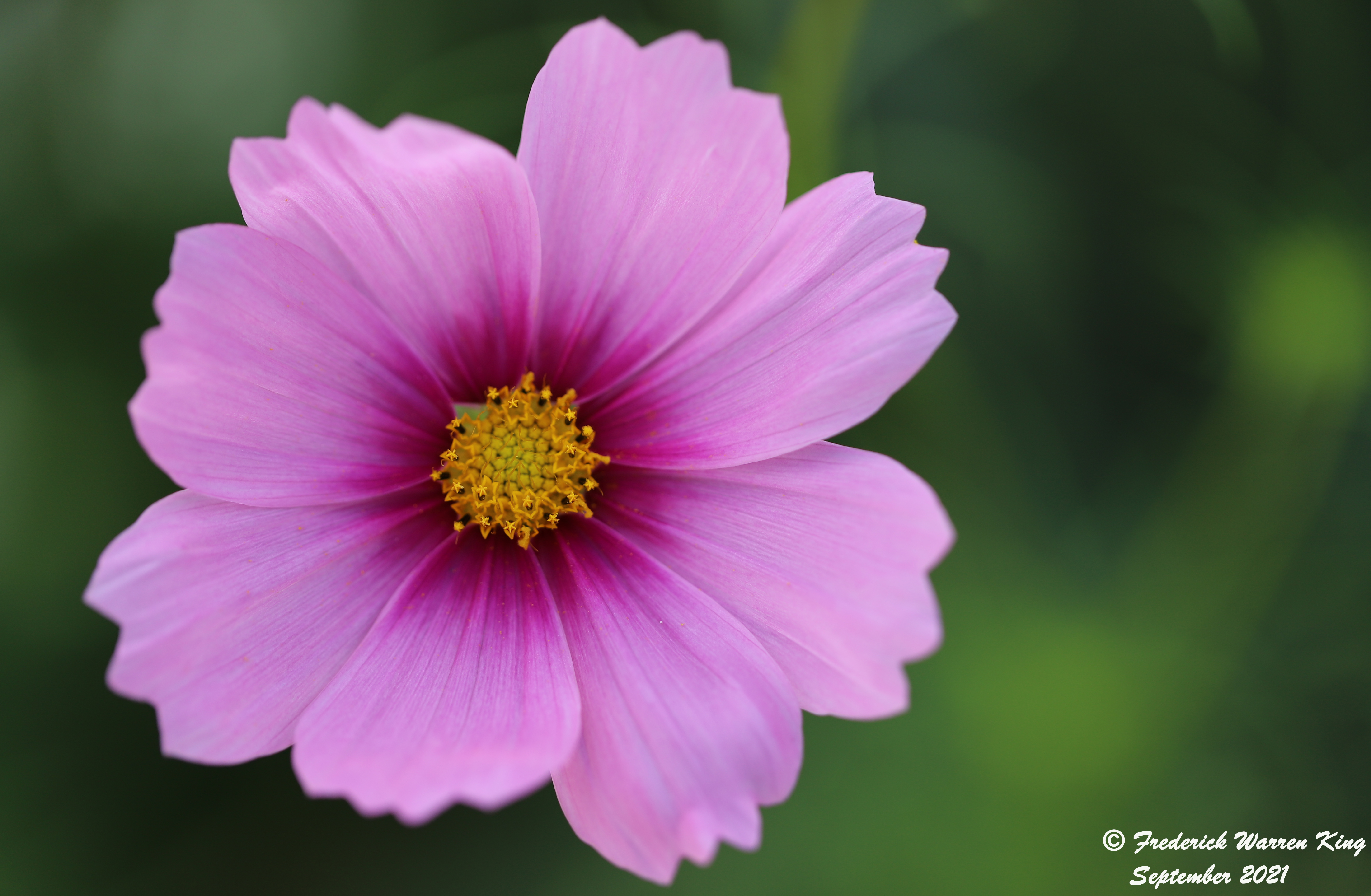 wild-flower-Cosmos-bipinnatus-09-04-2021-IMG_9215.JPG