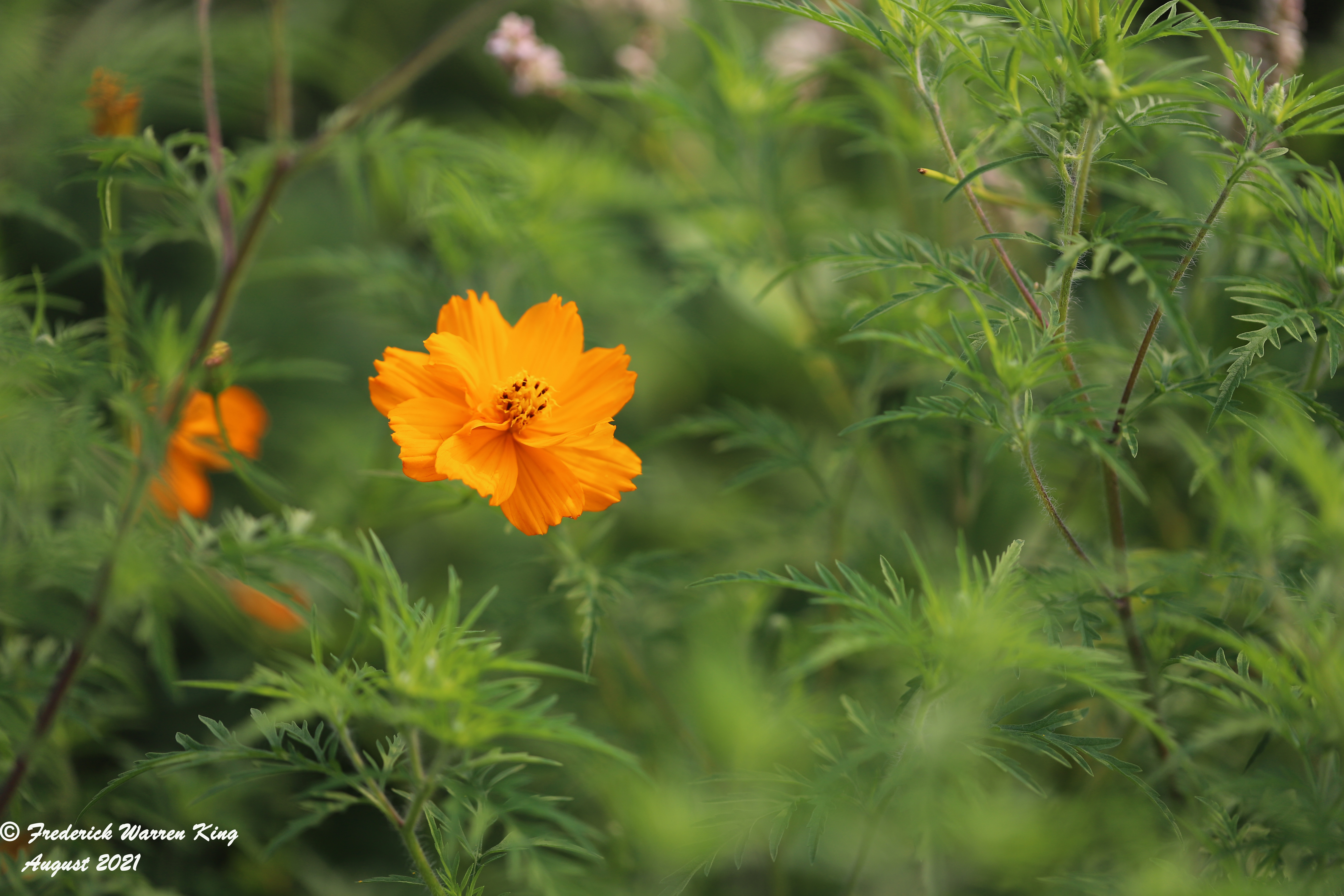 wild-flower-Cosmos-sulphureus-08-03-2021-IMG_8442.JPG