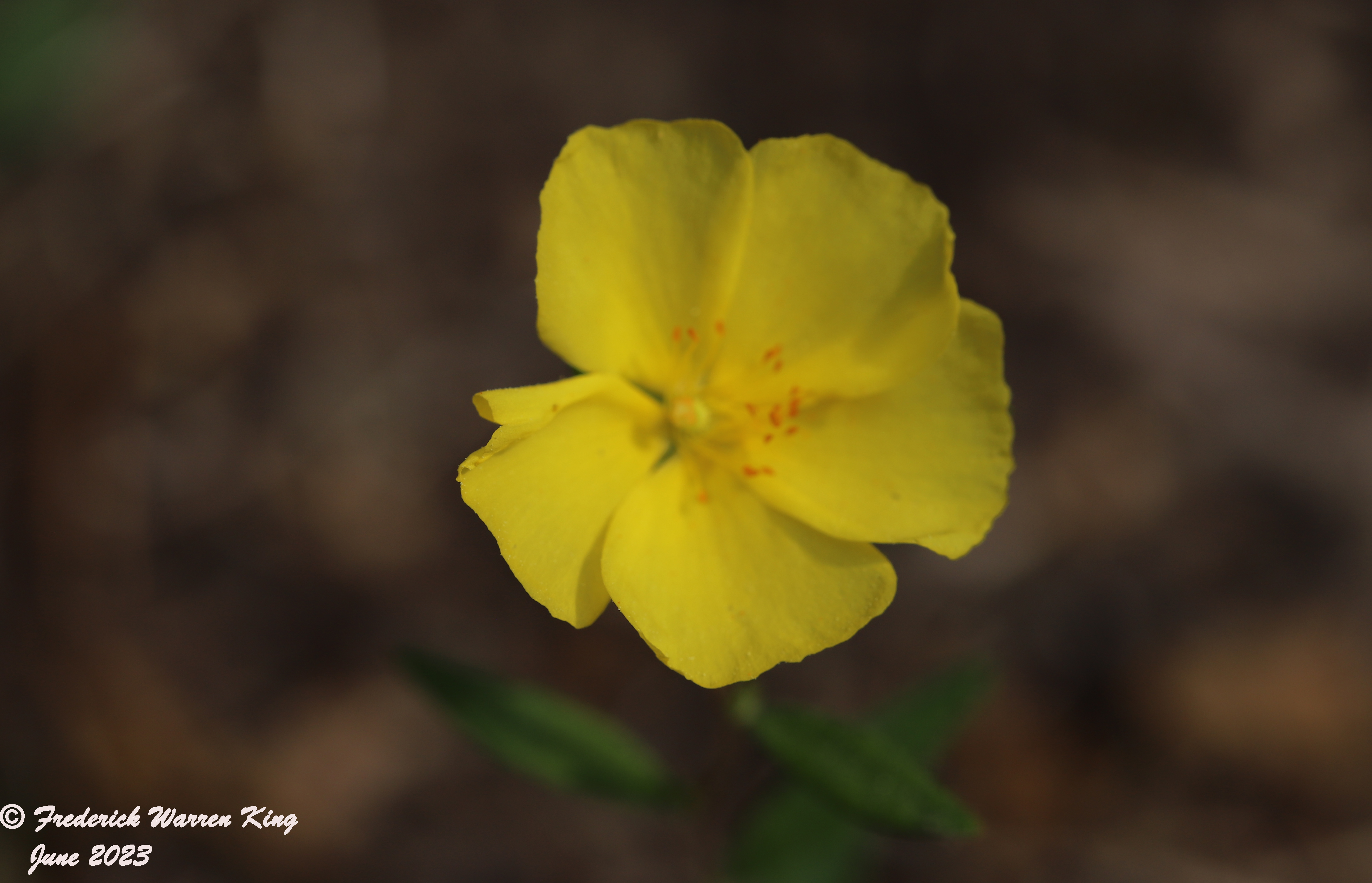 wild-flower-Crocanthemum-canadense-06-06-2023-IMG_6093.JPG