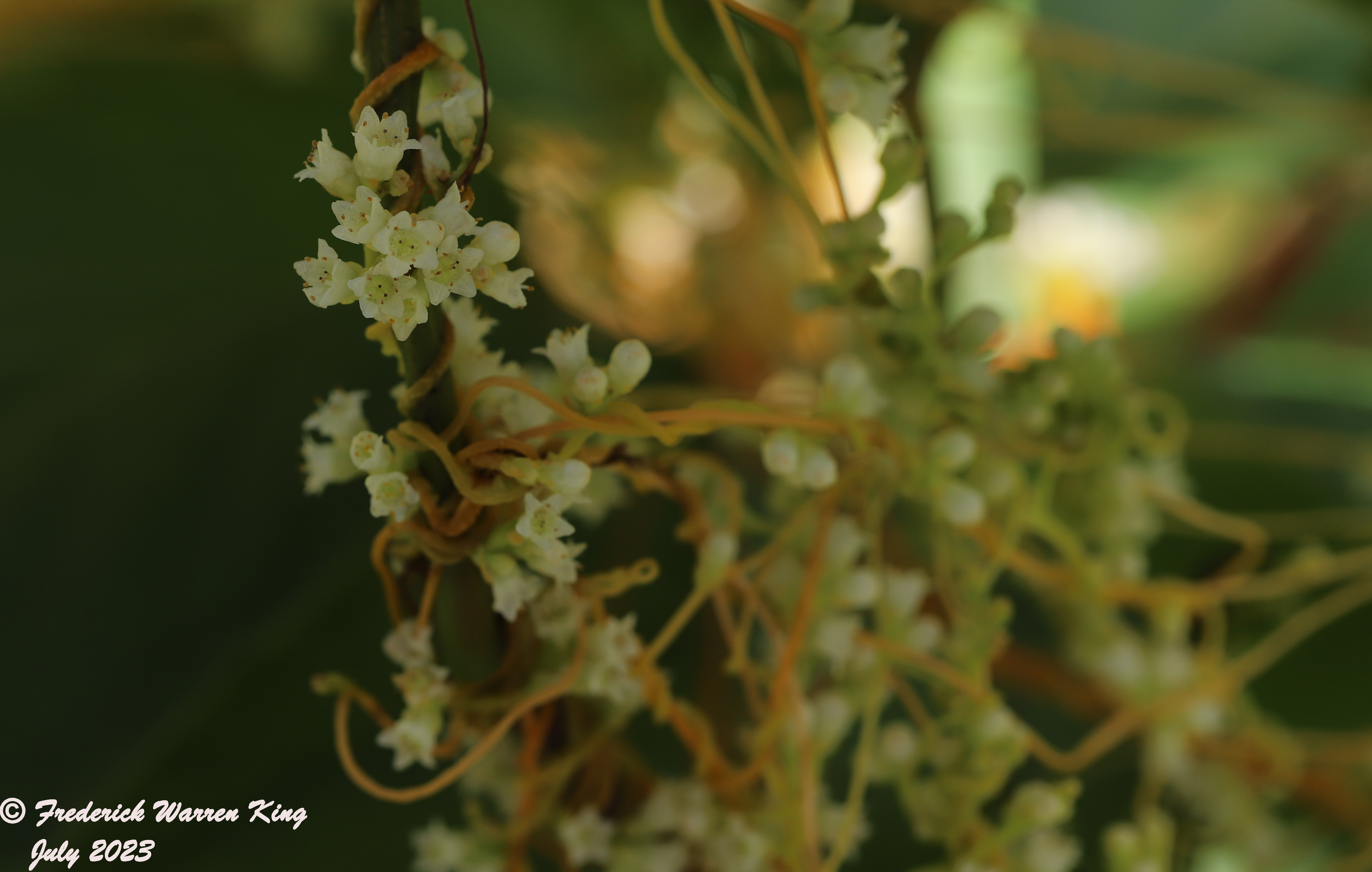 wild-flower-Cuscuta-gronovii-07-30-2023-IMG_7950.JPG