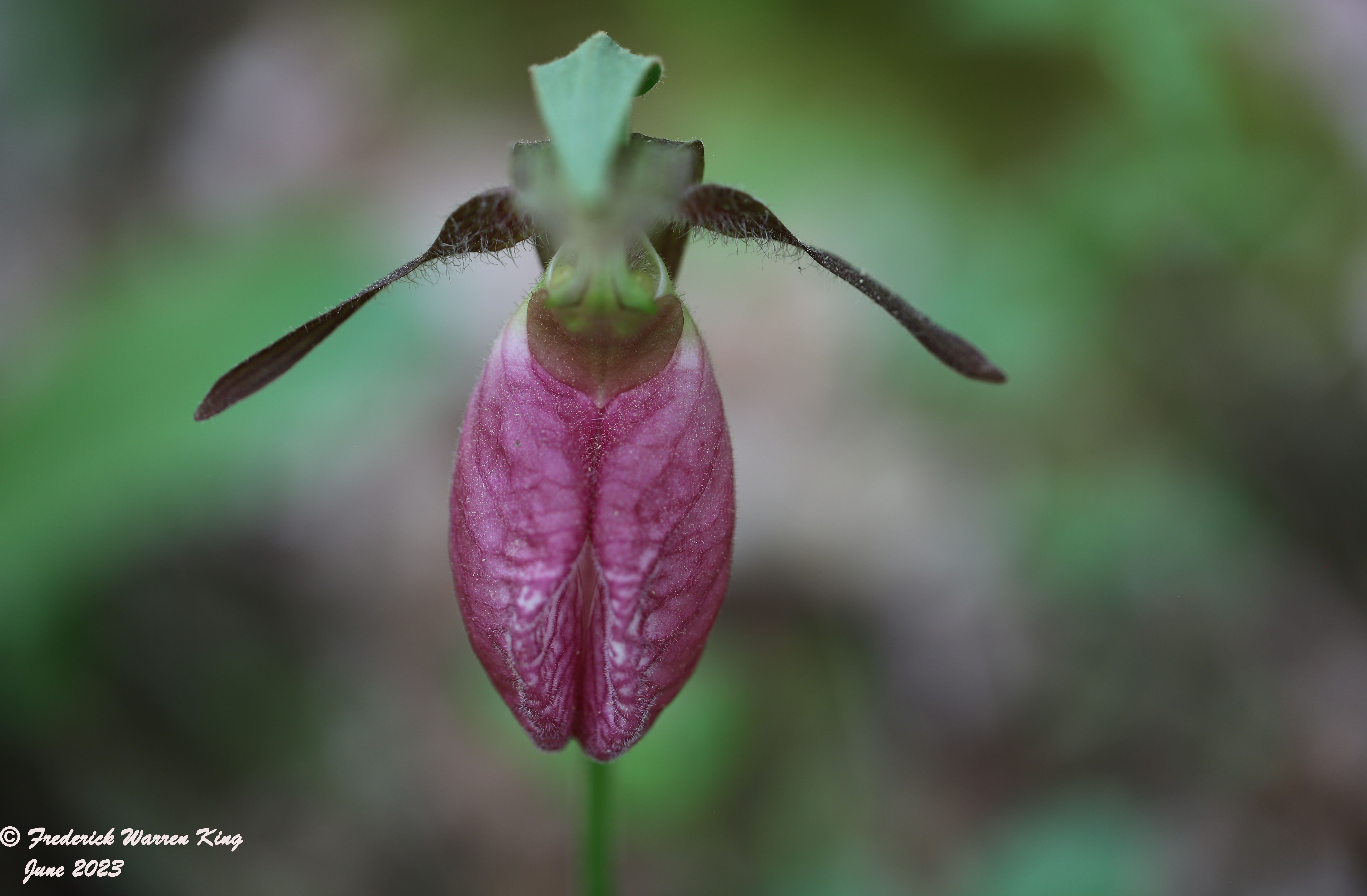 wild-flower-Cypripedium-acaule-06-06-2023-IMG_6119.JPG