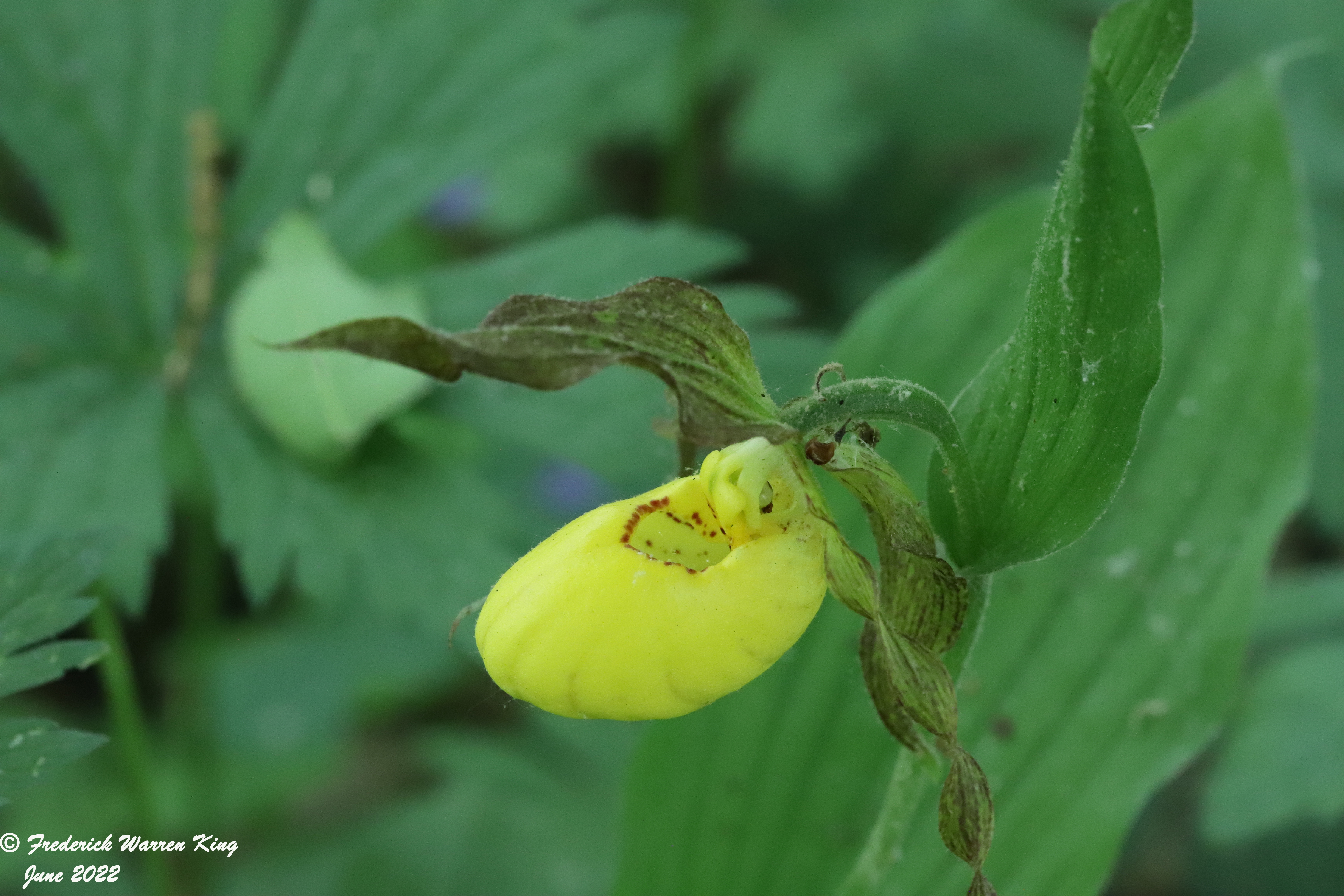 wild-flower-Cypripedium-parviflorum-06-03-2022-IMG_1341.JPG