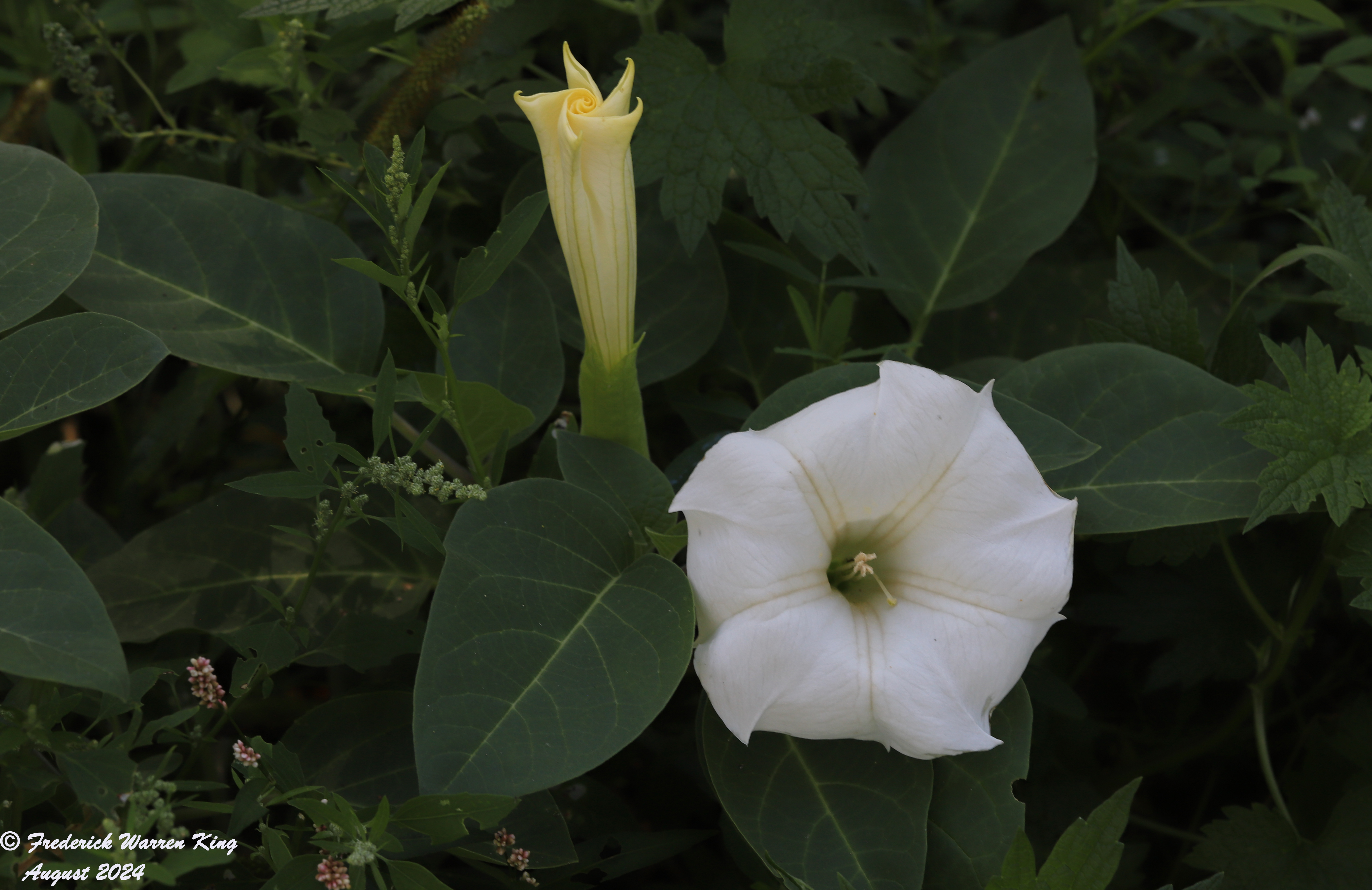 wild-flower-Datura-innoxia-08-31-2024-IMG_4071.JPG