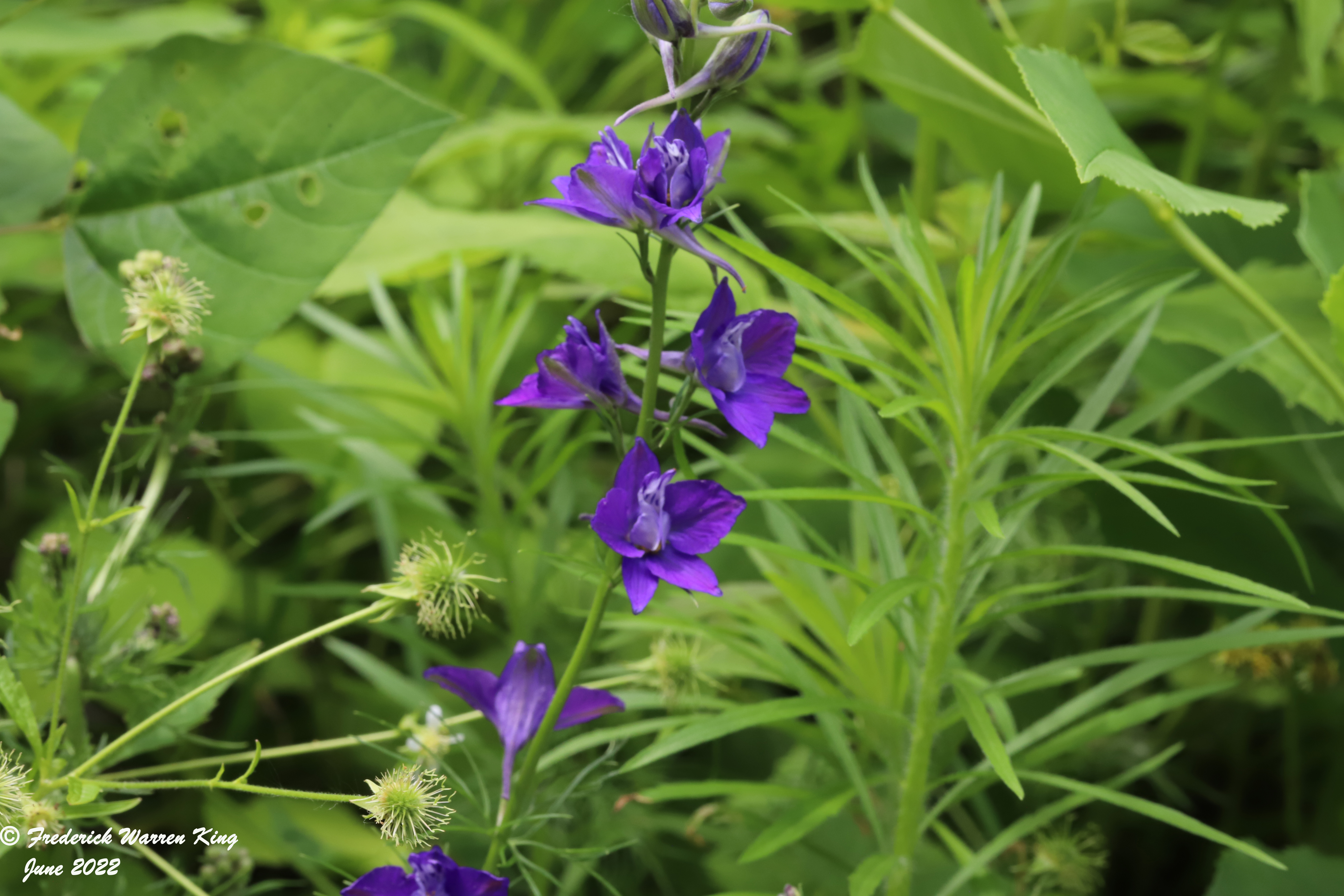 wild-flower-Delphinium-ajacis-06-29-2022-IMG_2177.JPG