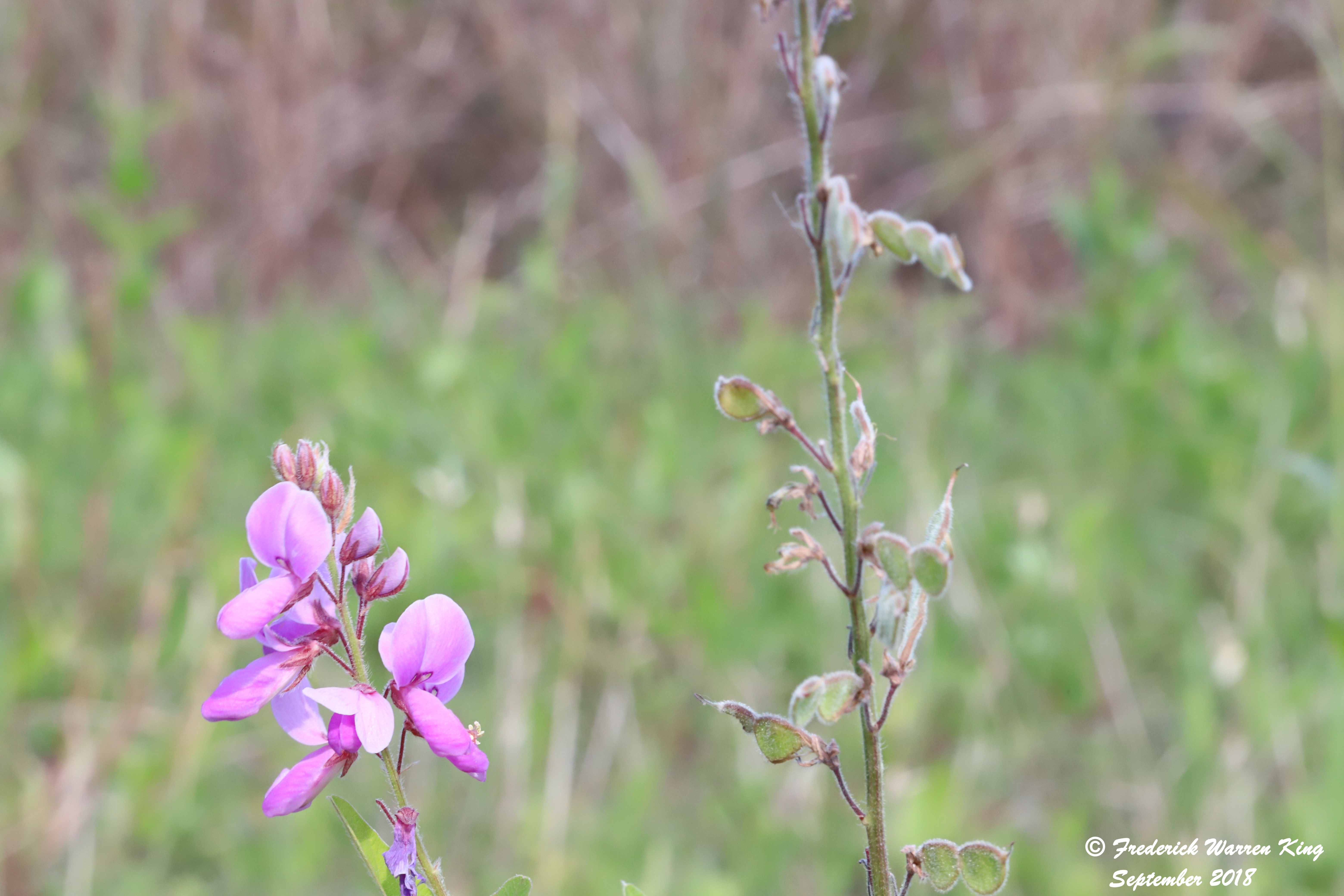 wild-flower-Desmodium-canadense-09-16-2018-IMG_1141.JPG