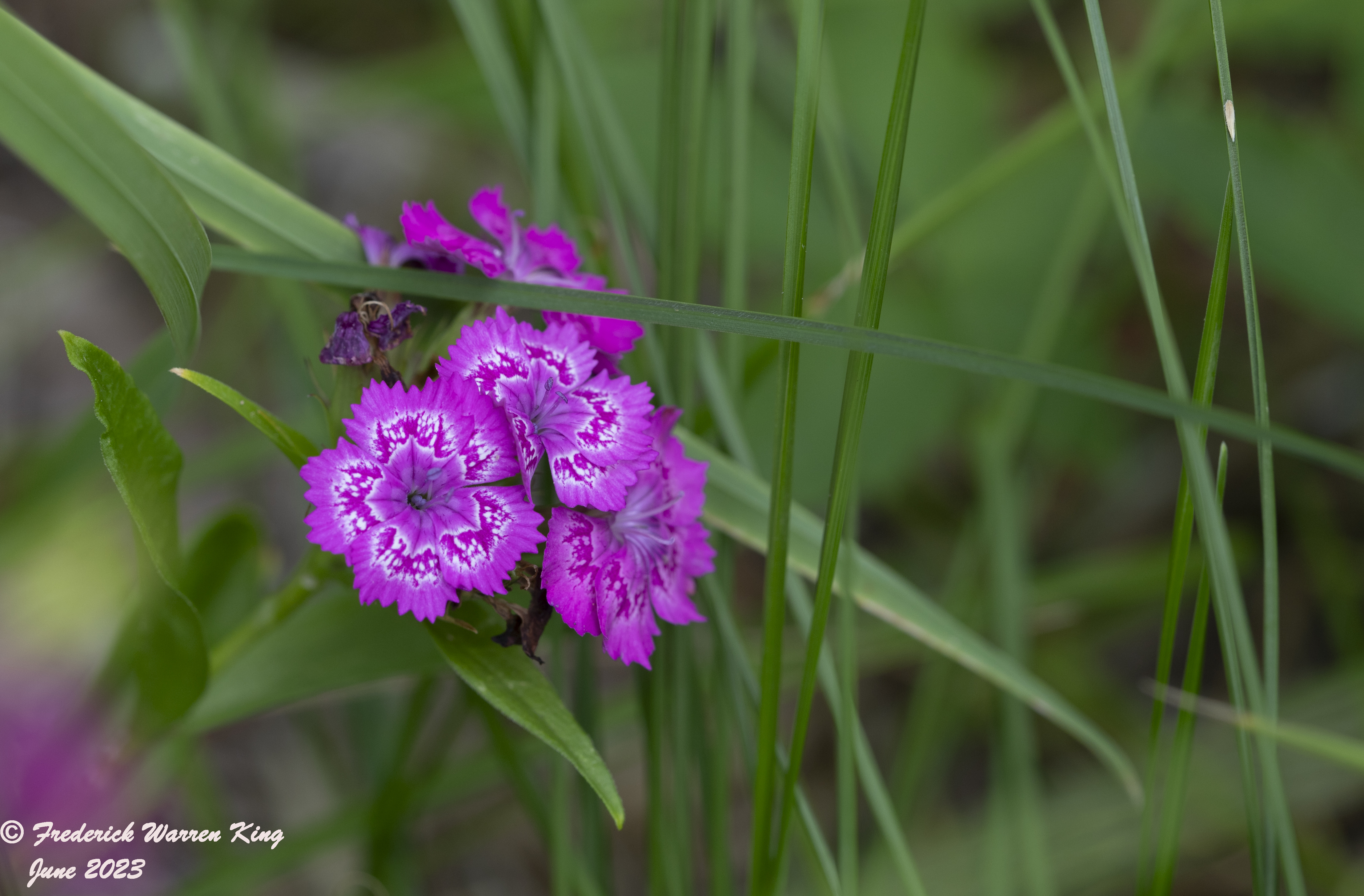 wild-flower-Dianthus-barbatus-06-26-2023-IMG_6988.JPG