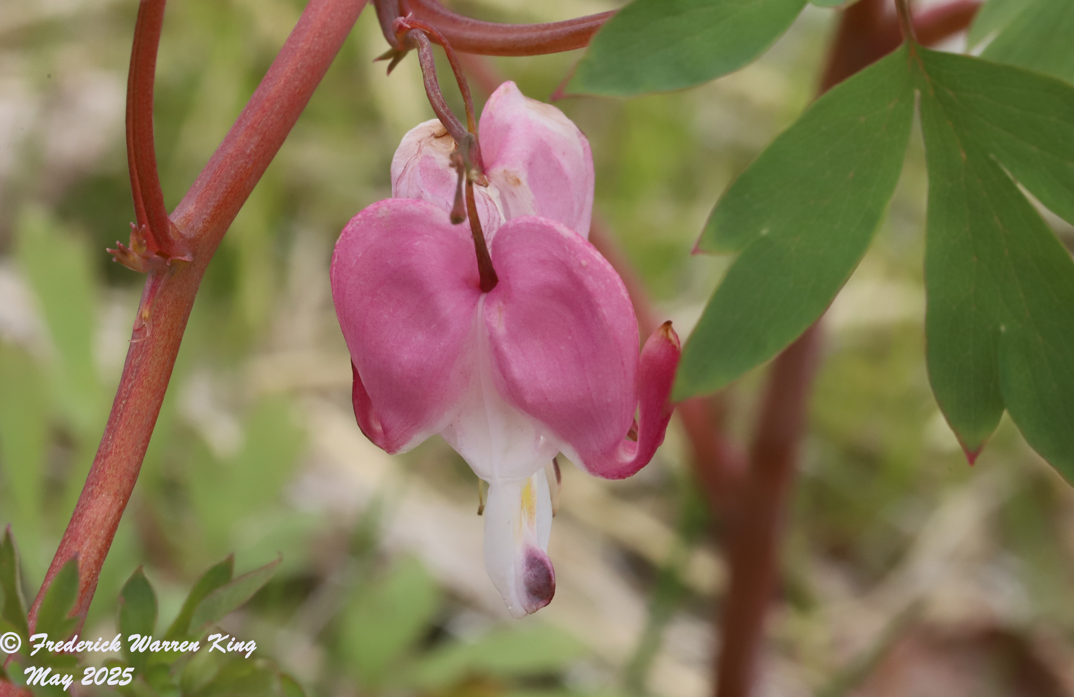 wild-flower-Dicentra-eximia-05-18-2025-IMG_5011.JPG