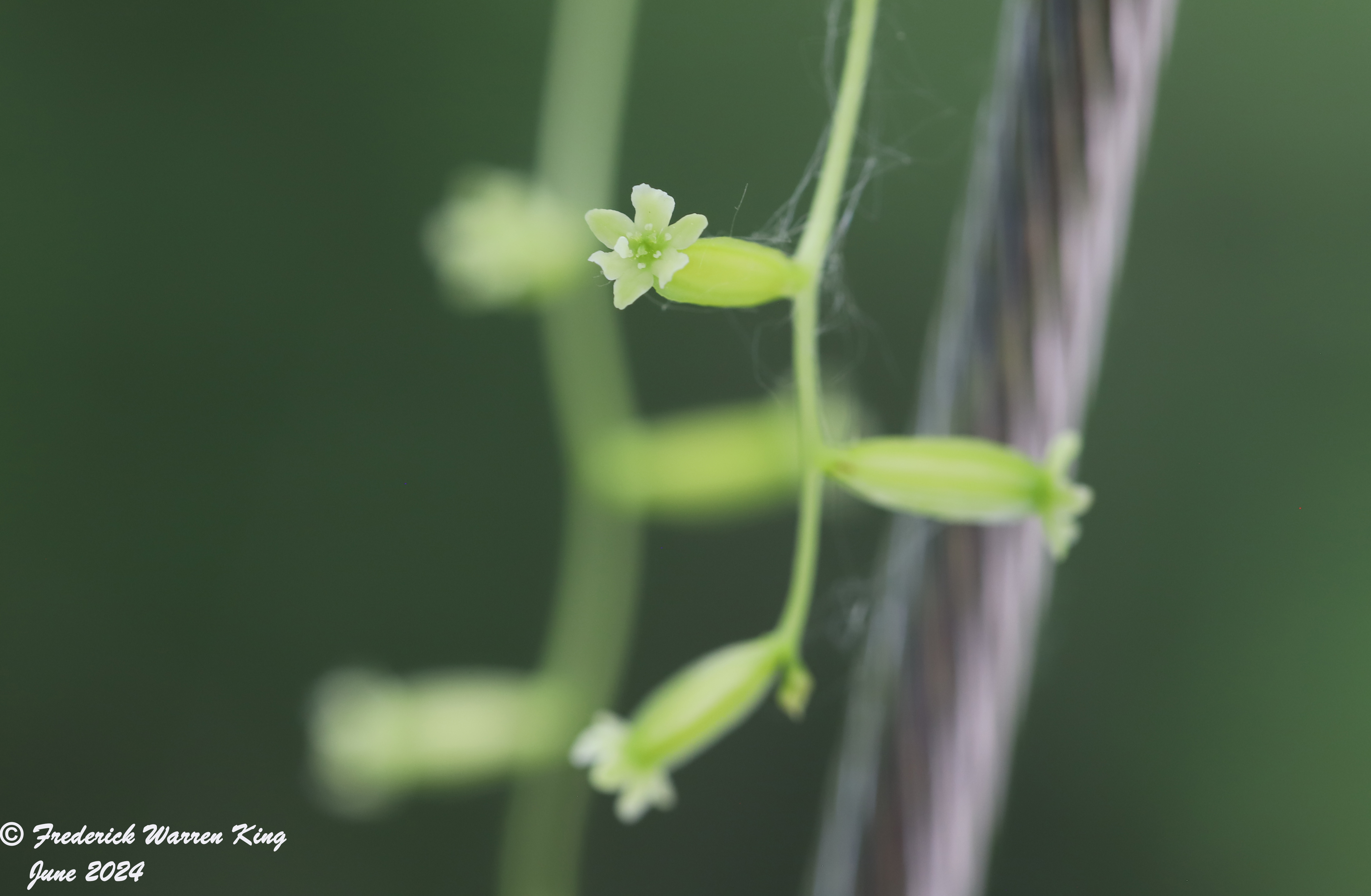 wild-flower-Dioscorea-villosa-06-27-2024-IMG_2345.JPG