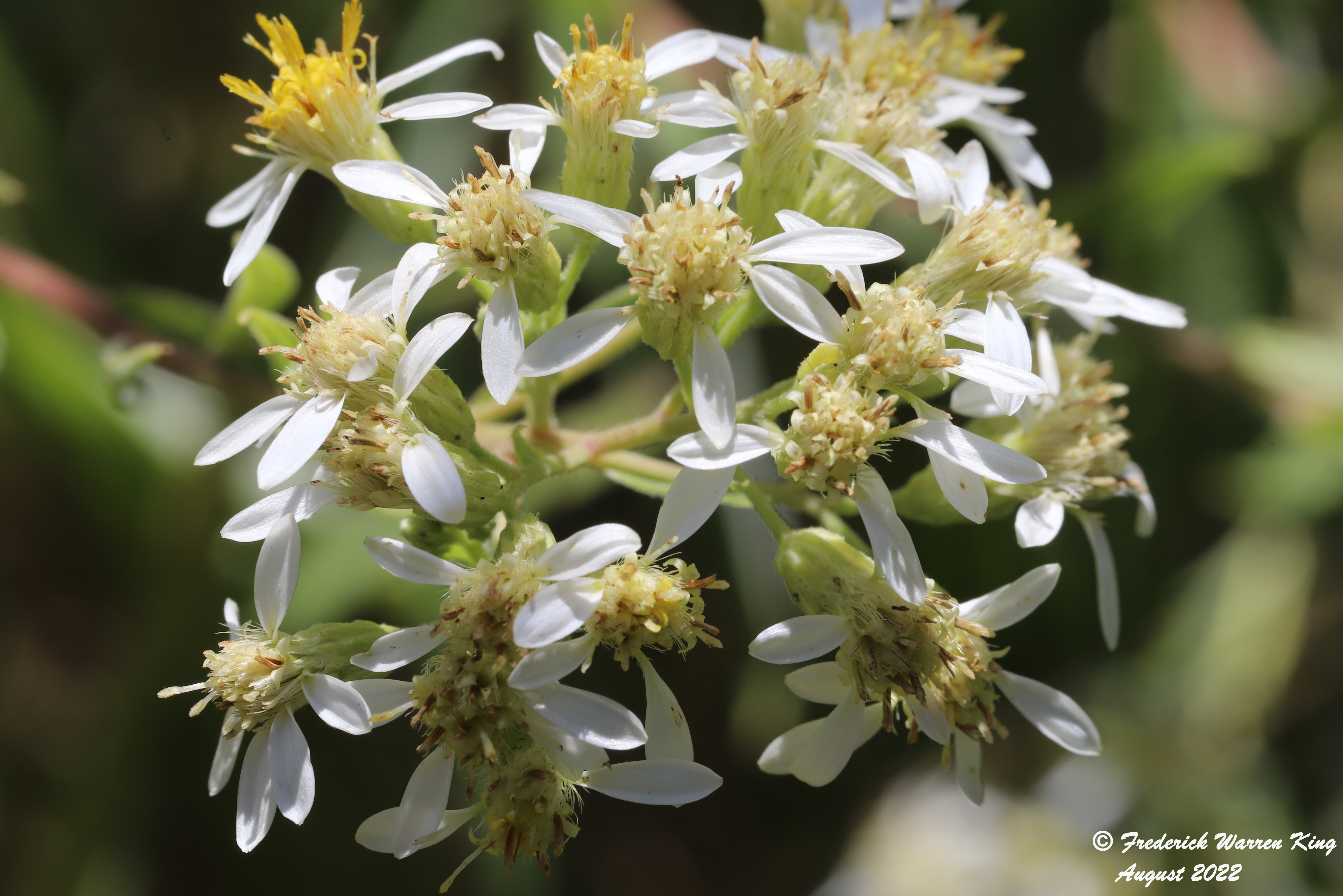 wild-flower-Doellingeria-umbellata-08-11-2022-IMG_3759.JPG