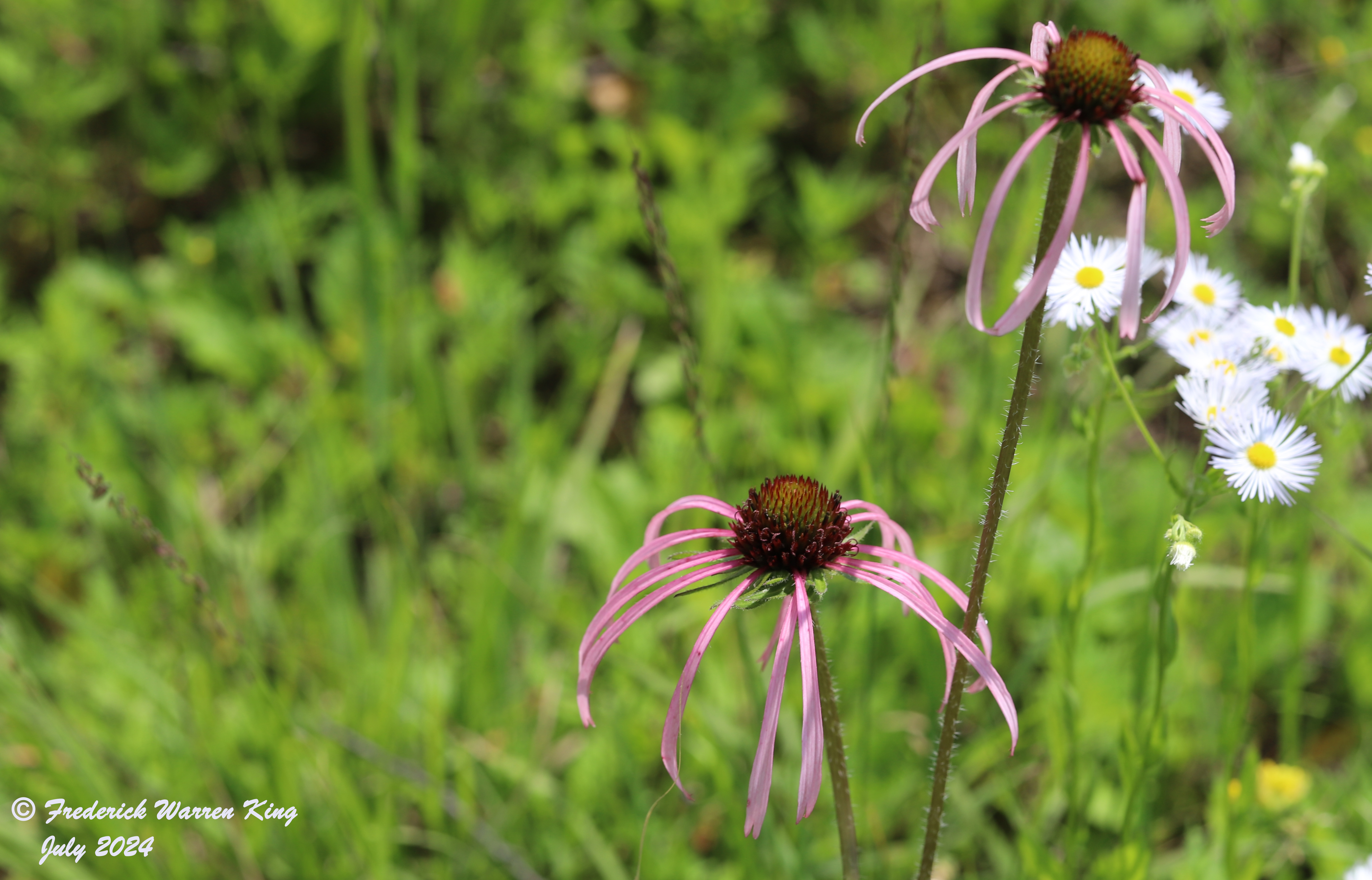 wild-flower-Echinacea-pallida-07-10-2024-IMG_2679.JPG