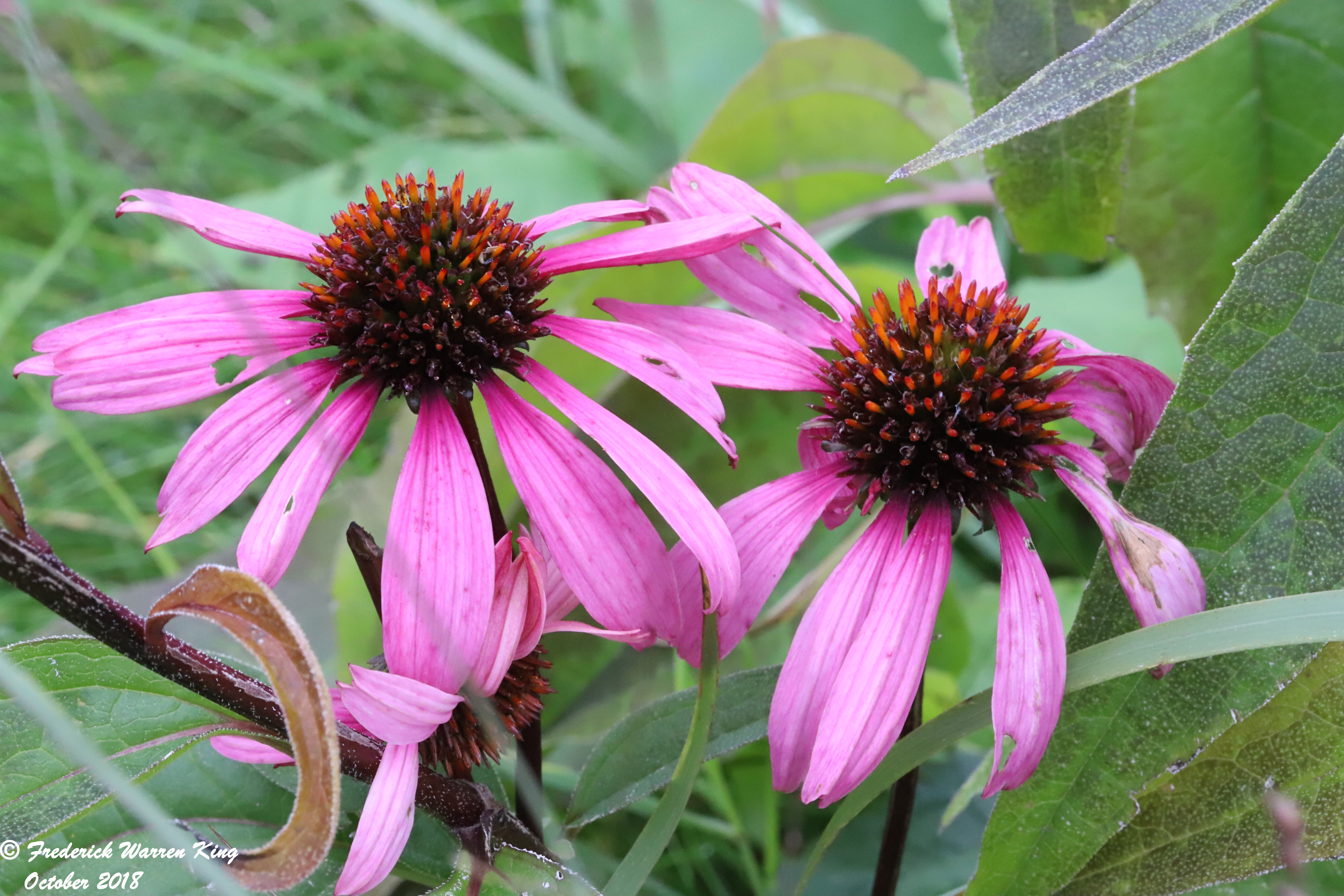 wild-flower-Echinacea-purpurea-10-02-2018-IMG_1252.JPG