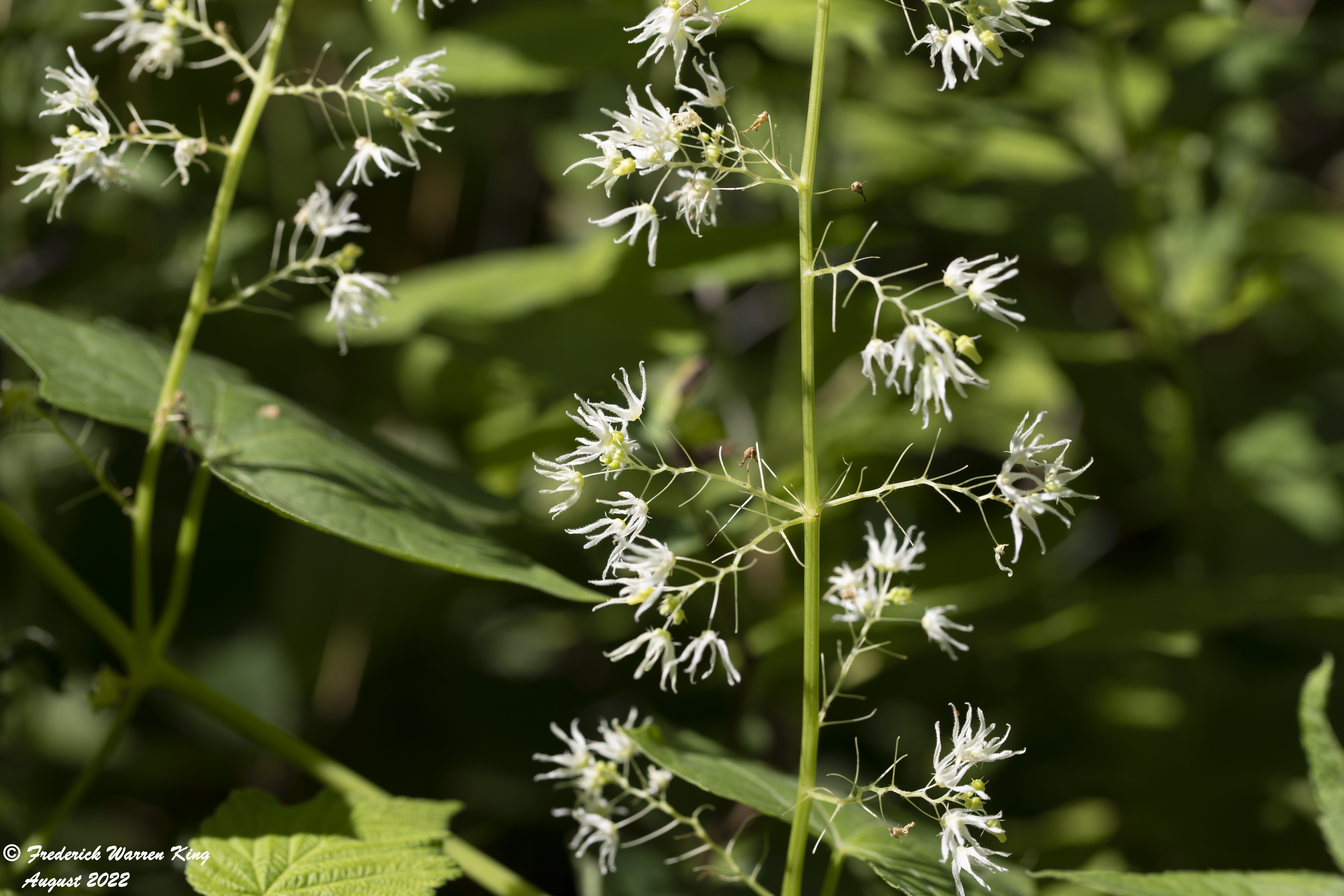 wild-flower-Echinocystis-lobata-08-04-2022-IMG_3461.JPG