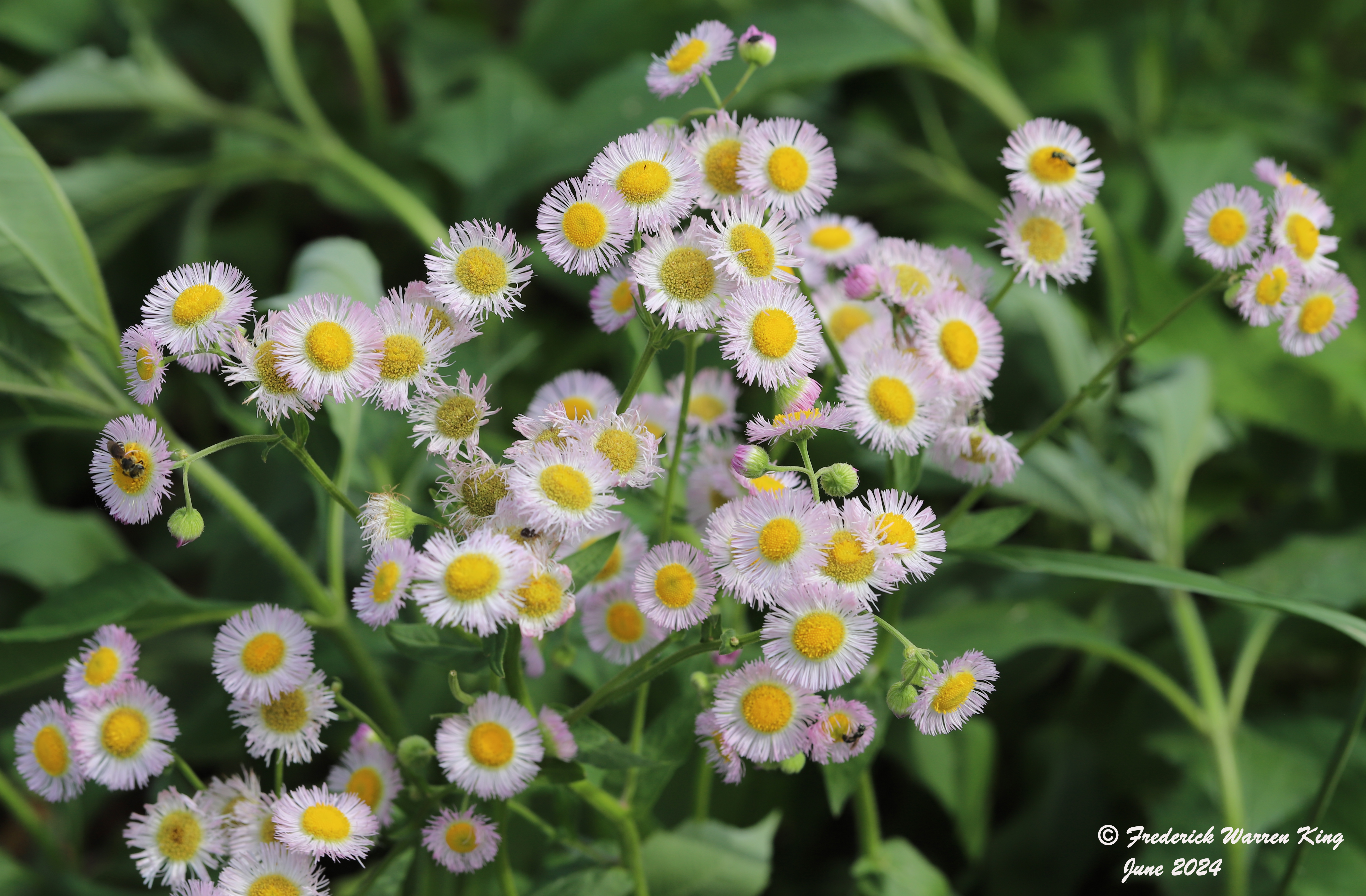 wild-flower-Erigeron-philadelphicus-06-02-2024-IMG_1438.JPG