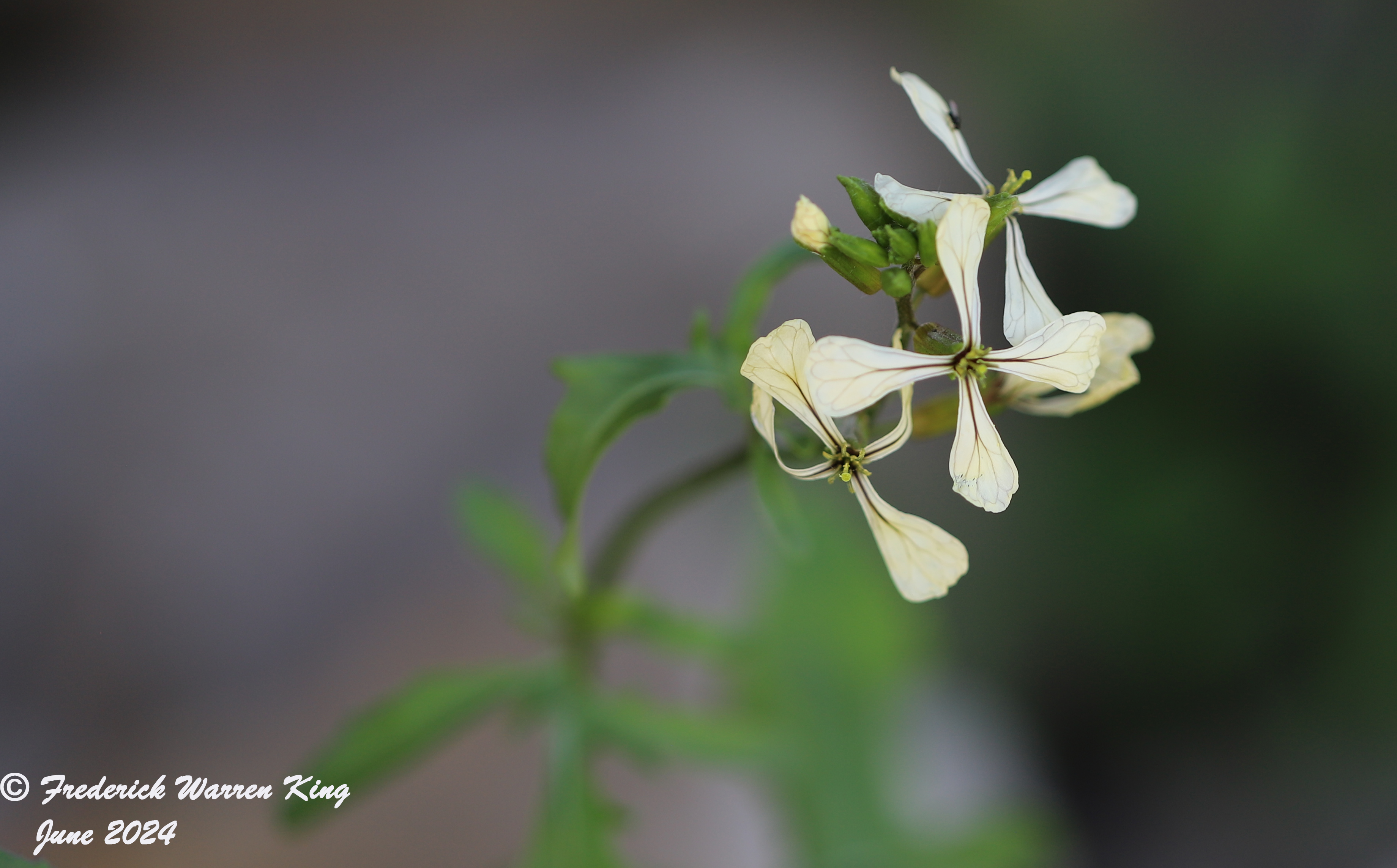 wild-flower-Eruca-vesicaria-06-13-2024-IMG_1839.JPG