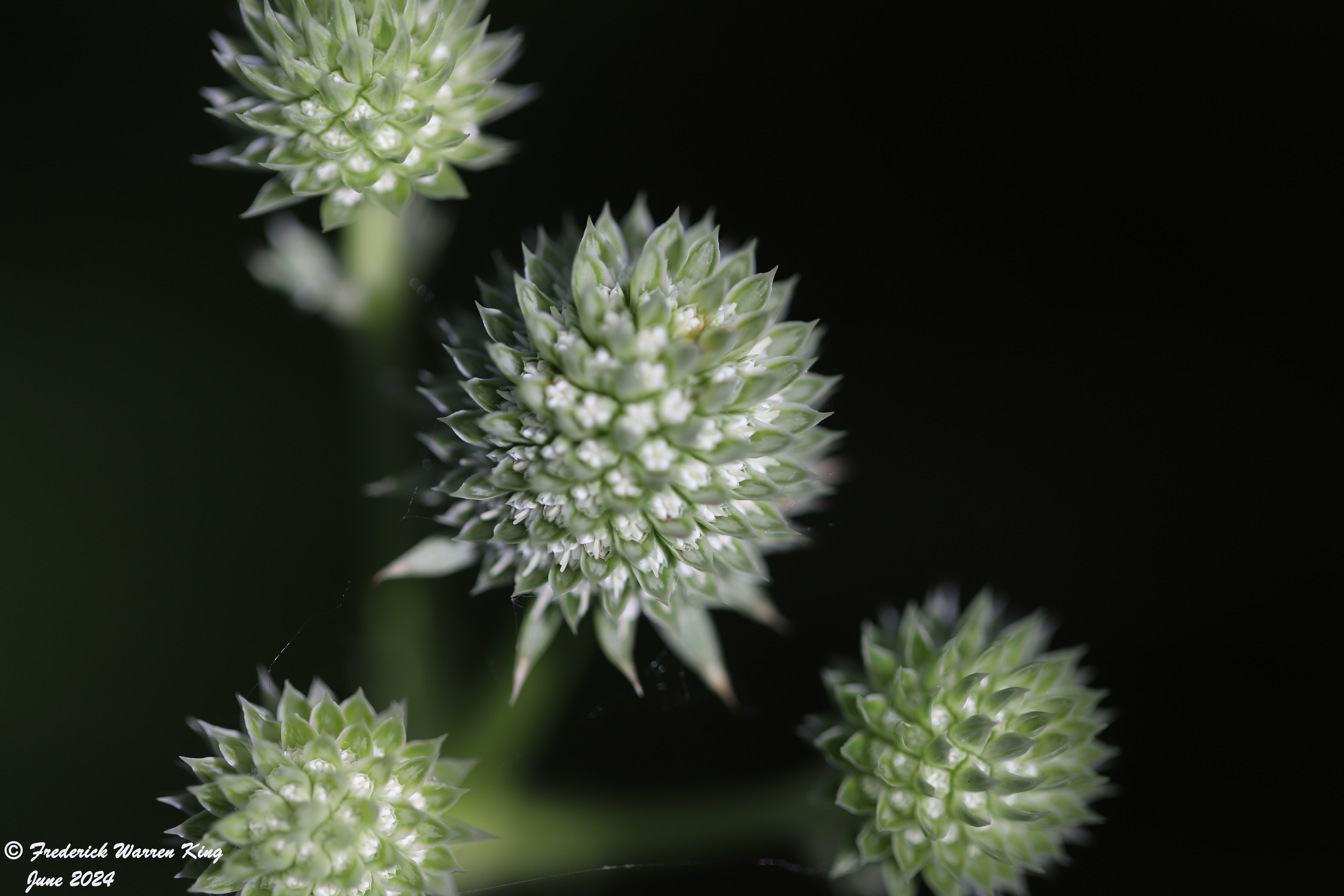 wild-flower-Eryngium-yuccifolium-06-26-2024-IMG_2283.JPG