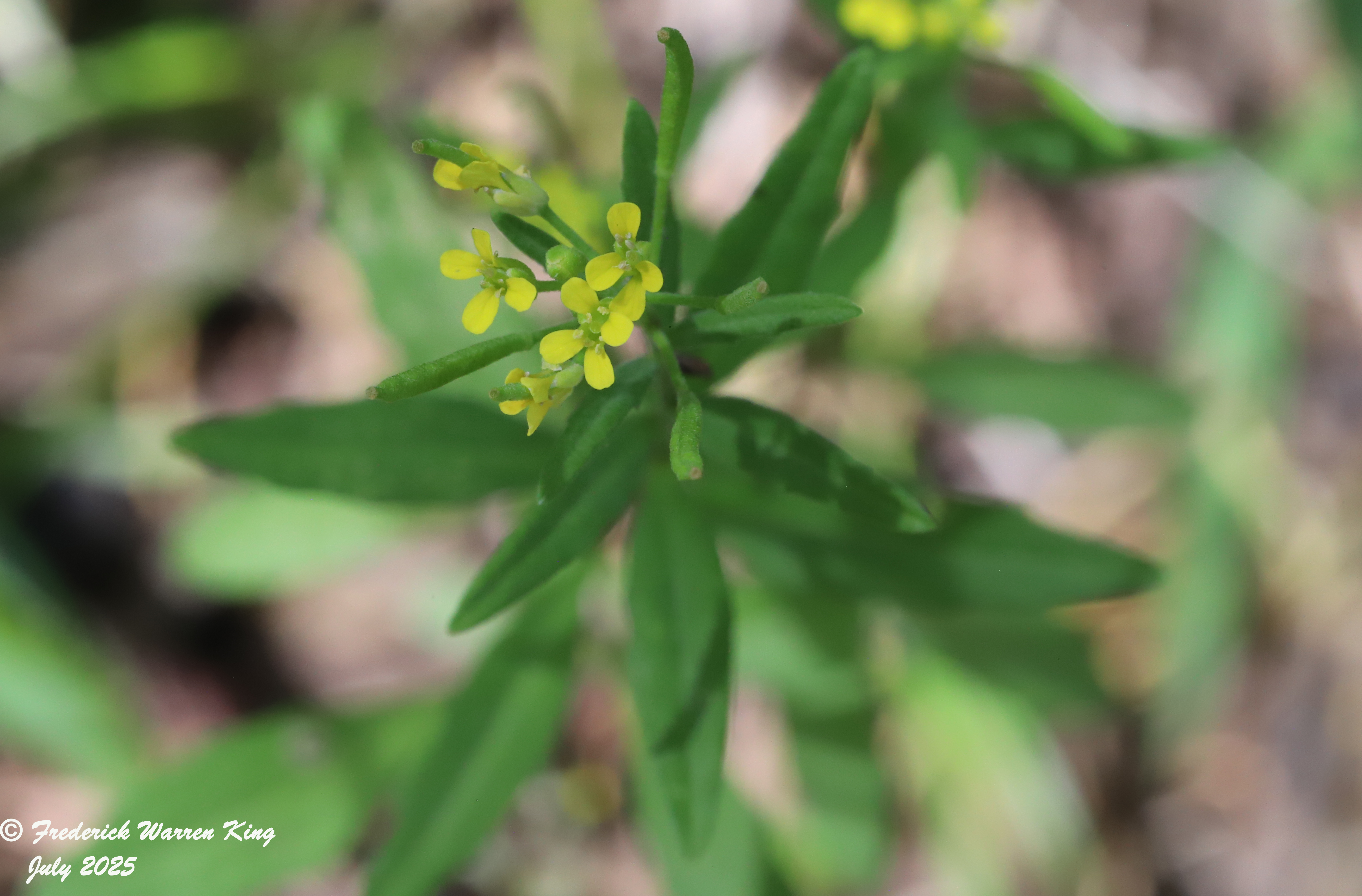 wild-flower-Erysimum-cheiranthoides-07-15-2022-IMG_2825.JPG